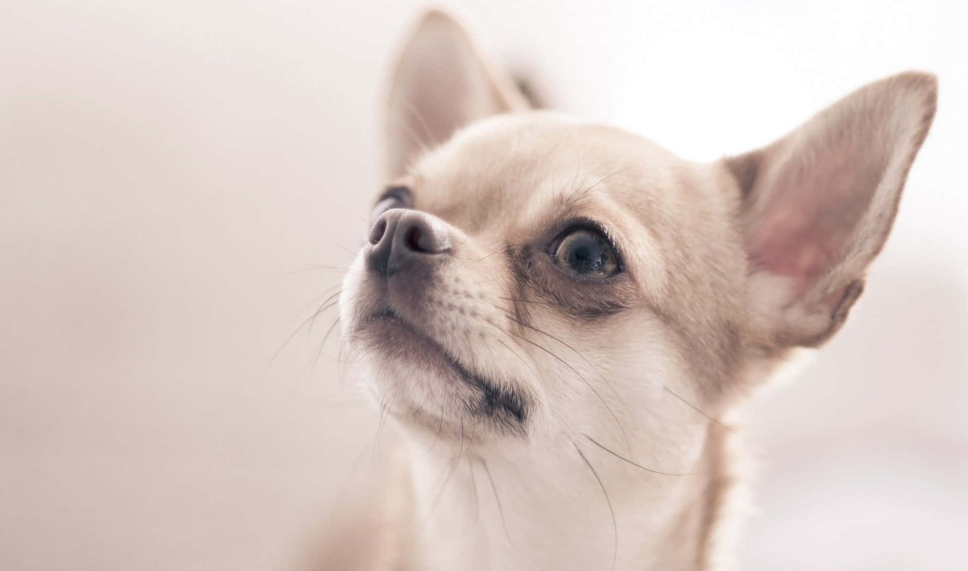 Chihuahua 桌布 壁紙 — 一隻淺色毛髮的吉娃娃幼犬特寫，睜著一雙充滿好奇的大眼睛向上凝視，背景柔和模糊。