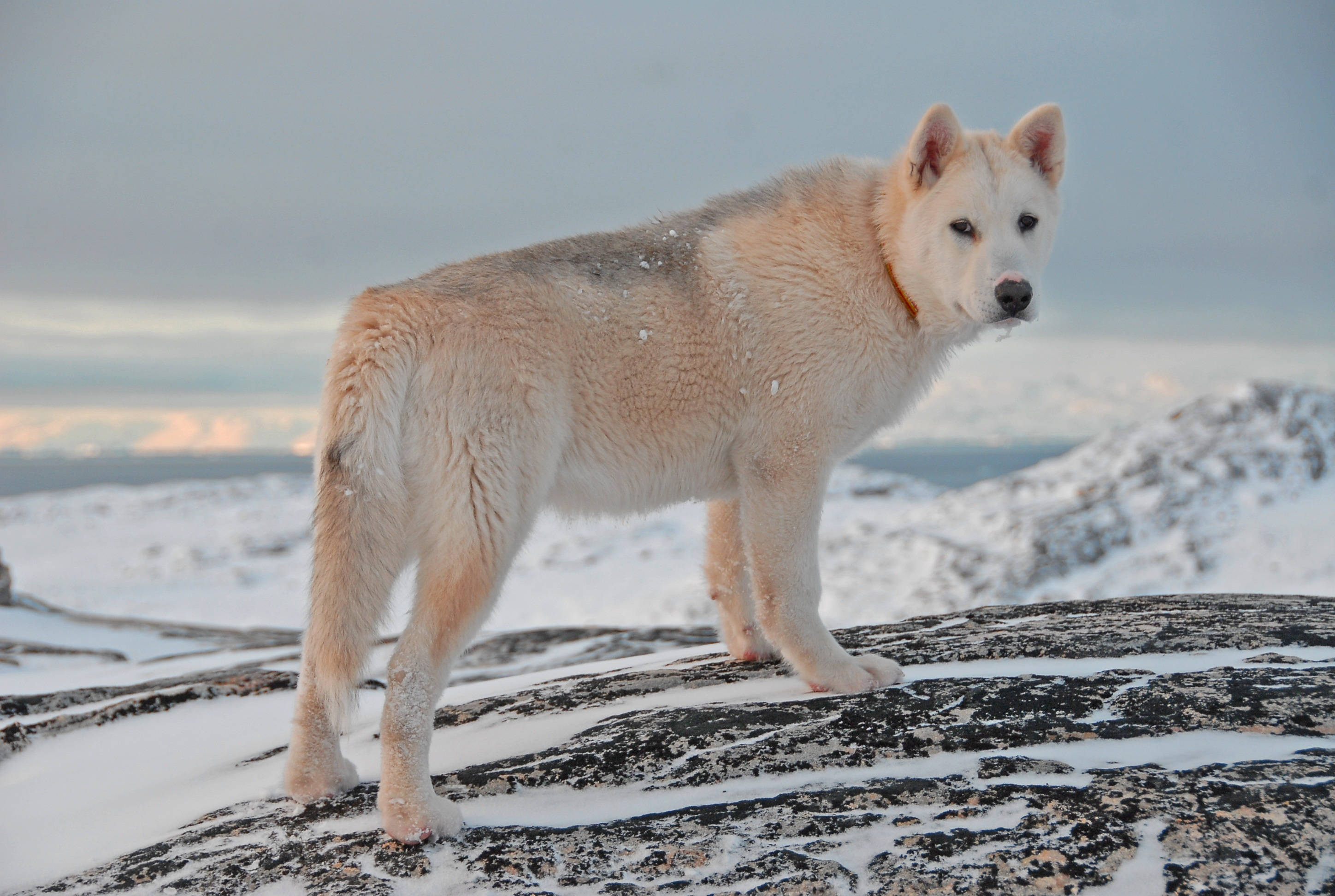 Greenland 桌布 壁紙 — 一隻淺色毛髮的哈士奇警覺地站在灑滿雪花的岩石上，背景是廣闊的冬日山景。