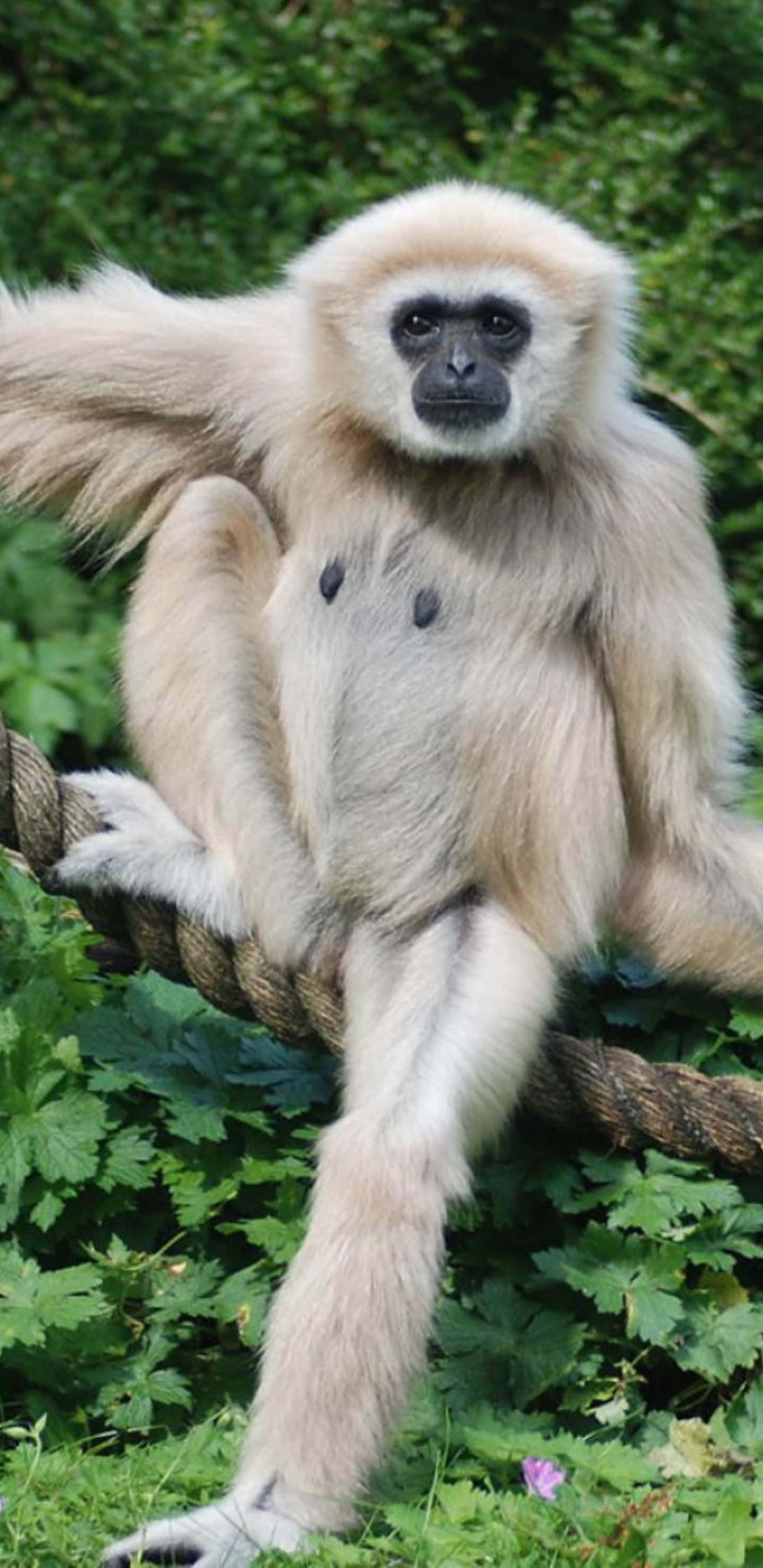 Pixel 3xl Gibbon 桌布 壁紙 — 一隻淺色毛髮的白掌長臂猿放鬆地坐在粗繩上，周圍是茂密的綠色樹葉。