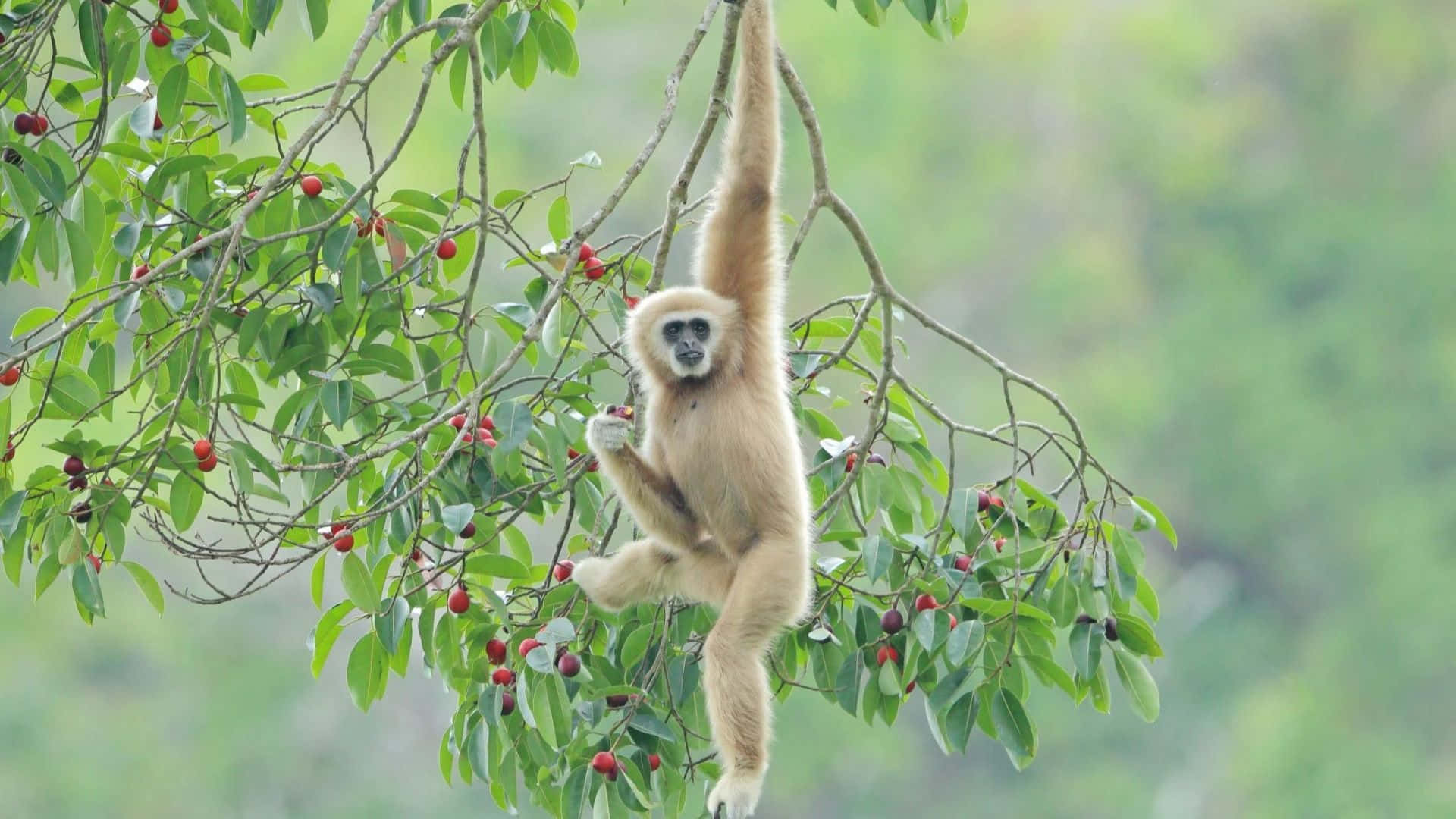 1080p Gibbon 桌布 壁紙 — 一隻淺色毛髮的長臂猿優雅地懸掛在樹枝上，周圍是茂密的綠葉和一簇簇紅色漿果。
