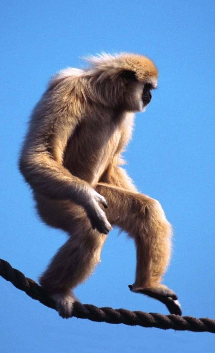 Android Gibbon 桌布 壁紙 — 一隻淺色毛髮的長臂猿優雅地棲息在一條粗繩上，背景是清澈的藍天。