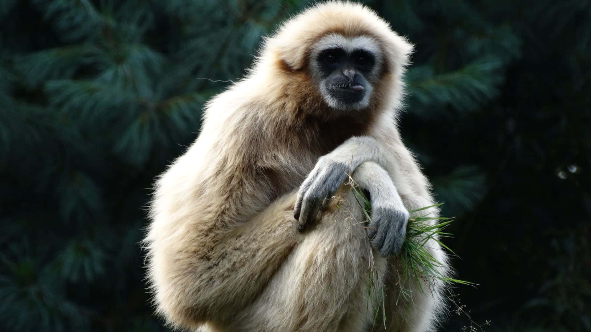1920x1080 Gibbon 桌布 壁紙 — 一隻淺色毛髮的長臂猿冷靜地坐著，手持草，背景是深綠色的松樹。