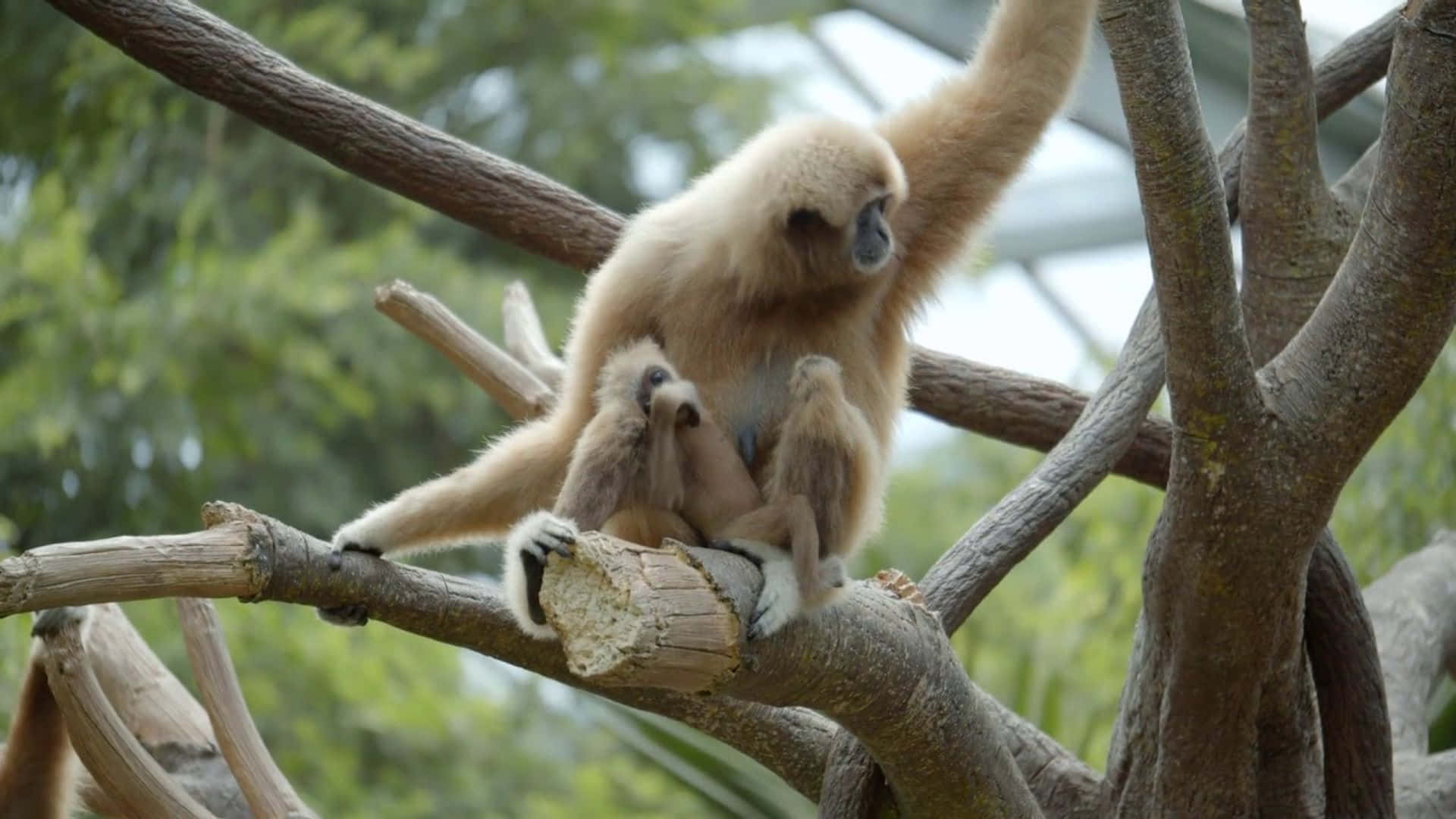 1920x1080 Gibbon 桌布 壁紙 — 一隻淺色毛髮的長臂猿在茂密綠色樹冠中的粗樹枝上抱著牠的寶寶。