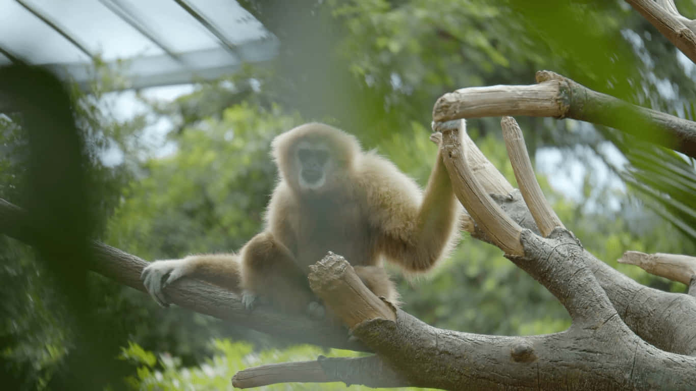 1366x768 Gibbon 桌布 壁紙 — 一隻淺色毛髮的長臂猿靜靜地坐在粗樹枝上，周圍是茂密的綠色樹葉，上方是玻璃屋頂。