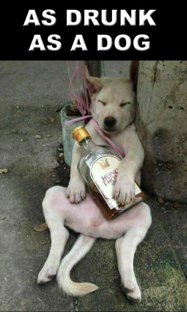 搞笑 桌布 壁紙 — 一隻淺色狗在混凝土上熟睡，同時緊握著一瓶波本威士忌，脖子上繫著粉紅色絲帶。