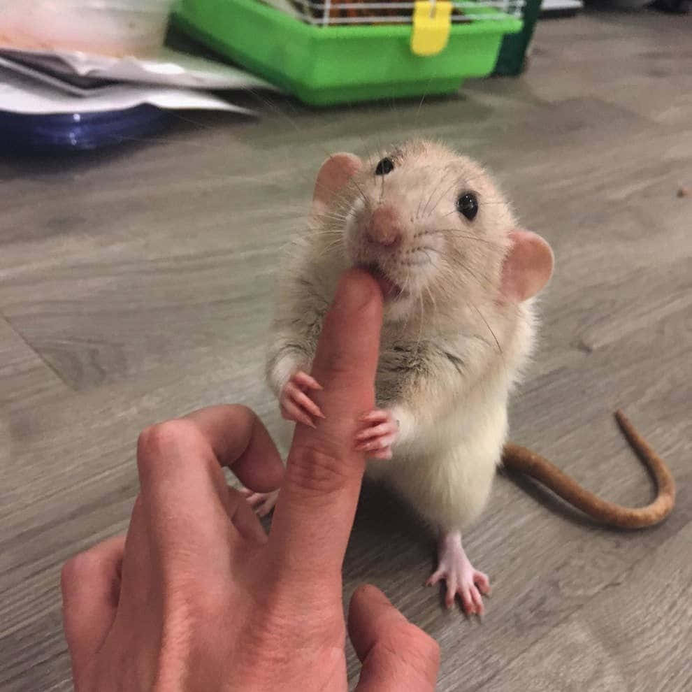 Rat 桌布 壁紙 — 一隻淺色的小老鼠輕輕咬著人類的手指，直立站在木地板上。