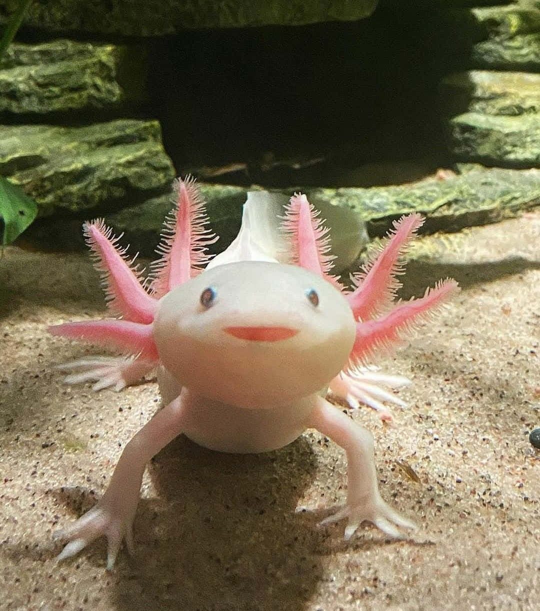 動物 桌布 壁紙 — 一隻淺色的蠑螈（axolotl）帶著亮粉紅色的鰓，在長滿苔蘚的石頭下方的沙質底層向上微笑。