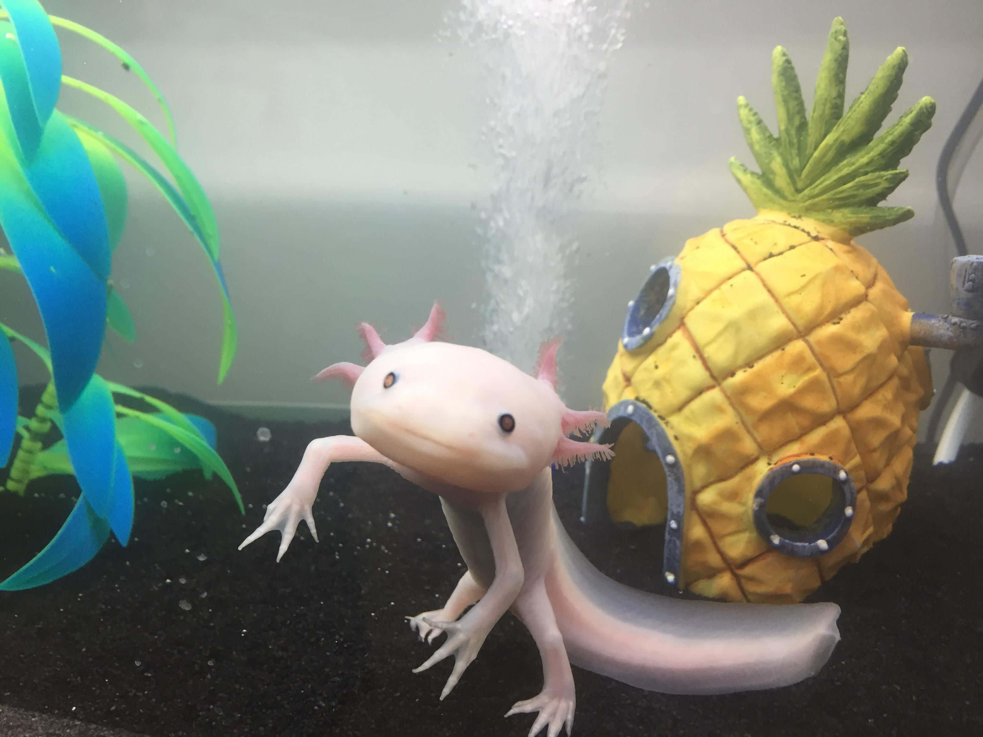 動物 桌布 壁紙 — 一隻淺色的蠑螈在一個鳳梨形狀的水族箱裝飾附近游泳，周圍有藍綠色植物和上升的氣泡。