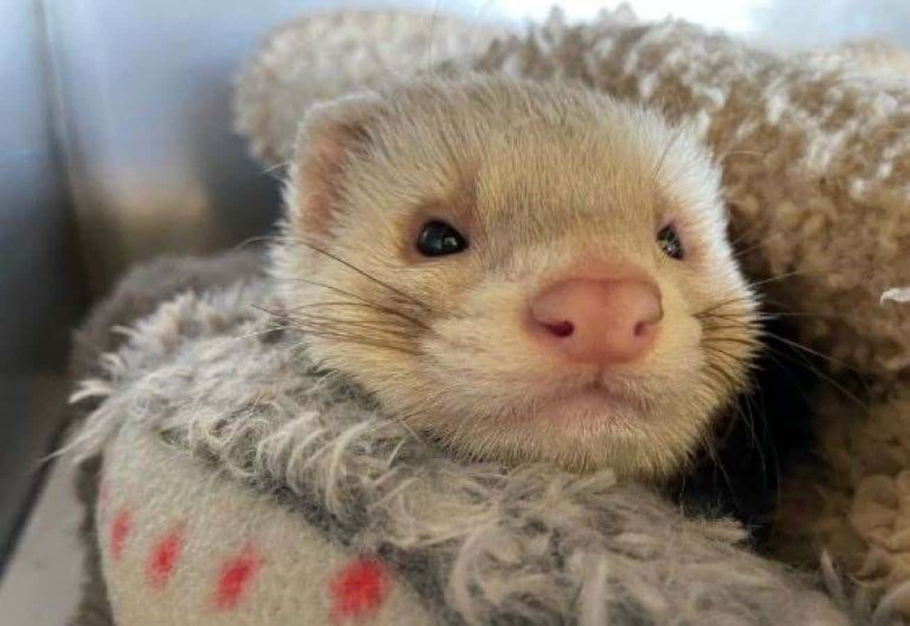 Cute Ferret 桌布 壁紙 — 一隻淺色雪貂從一件有紅色圓點的蓬鬆灰色毛衣中探出頭來的特寫。