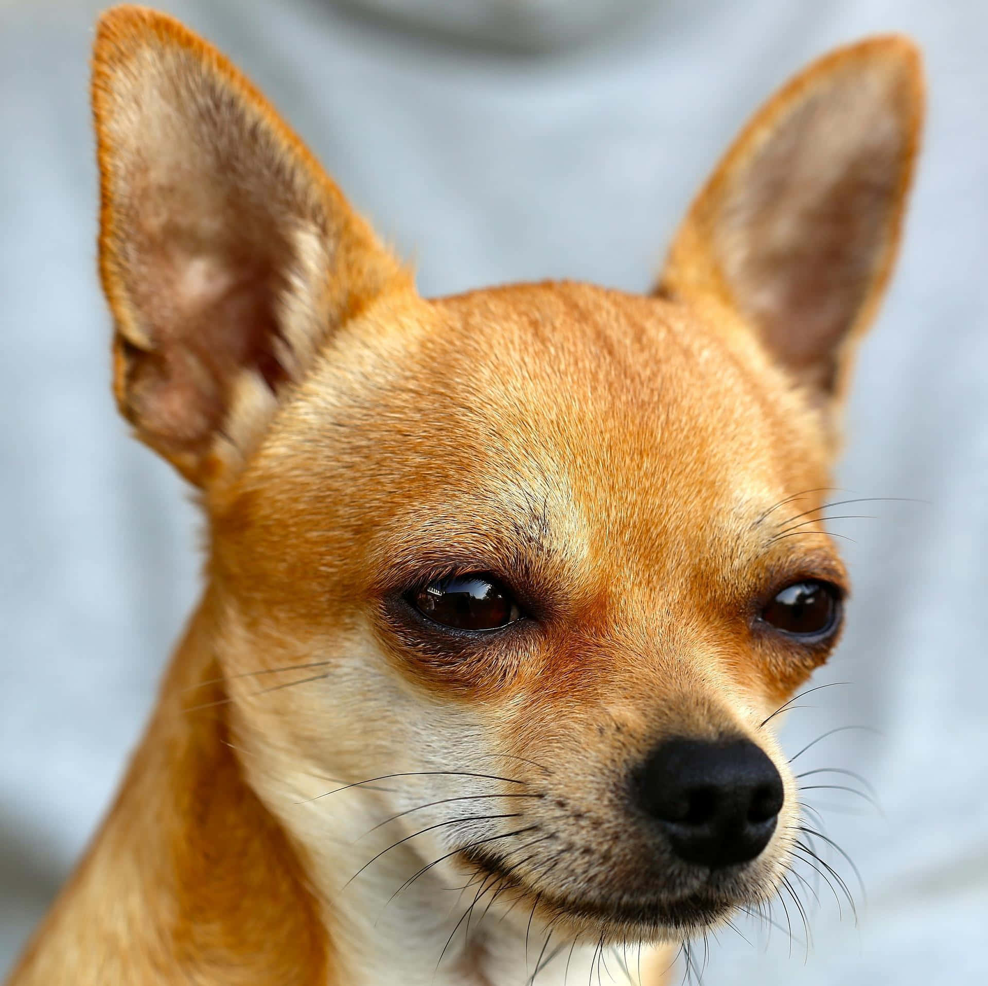 Chihuahua Dog 桌布 壁紙 — 一隻淺褐色吉娃娃的大特寫，擁有大型耳朵和充滿靈魂的深色眼睛，在柔和的灰色背景前凝視前方。