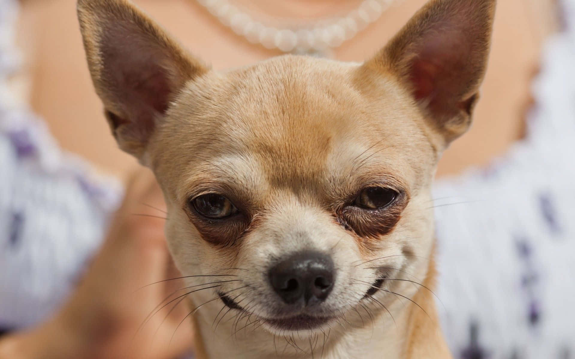 Chihuahua 桌布 壁紙 — 一隻淺褐色吉娃娃的大特寫，有著大耳朵和充滿靈魂的眼睛，直視鏡頭。