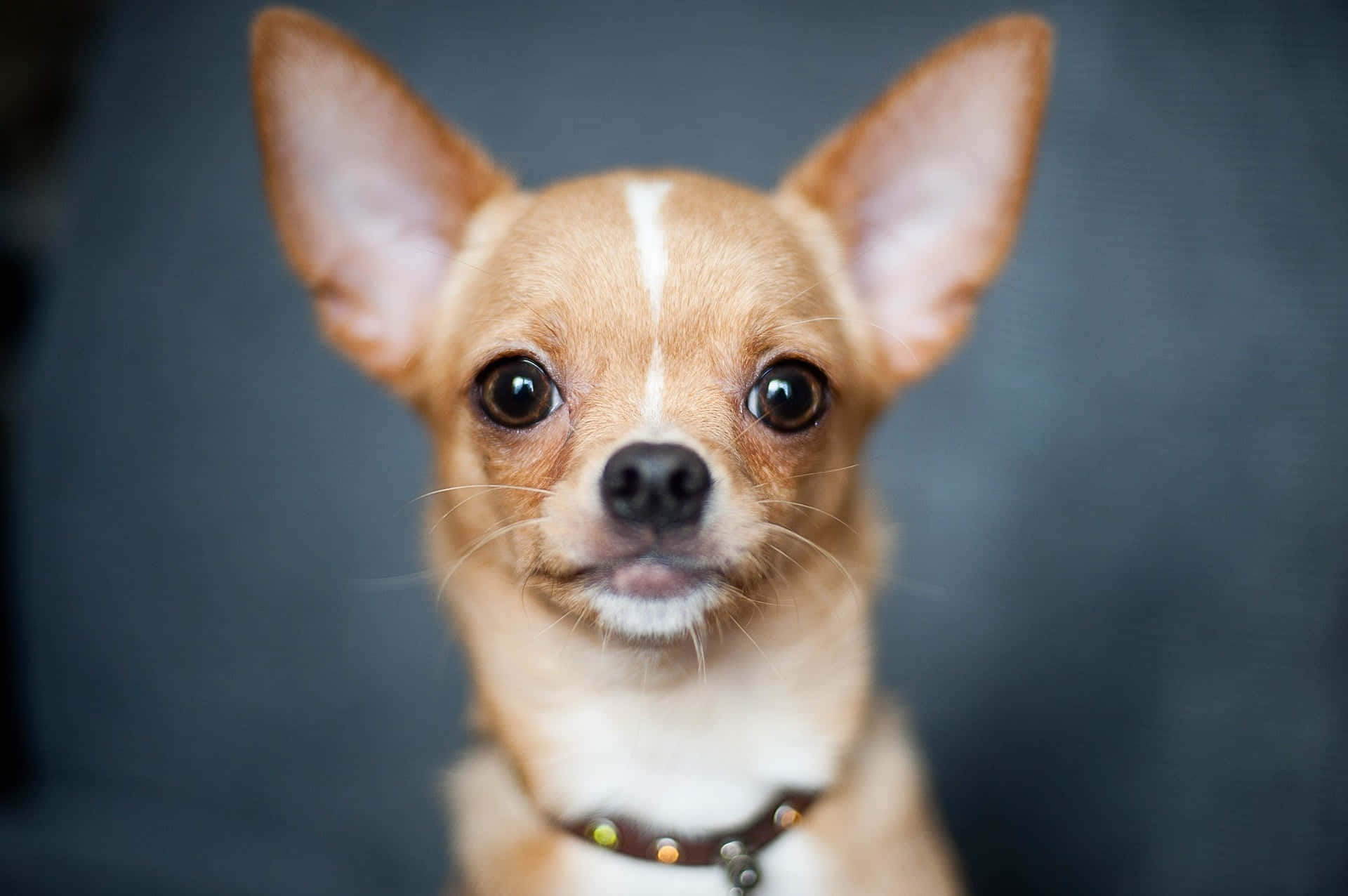 Chihuahua 桌布 壁紙 — 一隻淺褐色吉娃娃的特寫，有大耳朵和深色眼睛，直視鏡頭，背景是模糊的灰色。