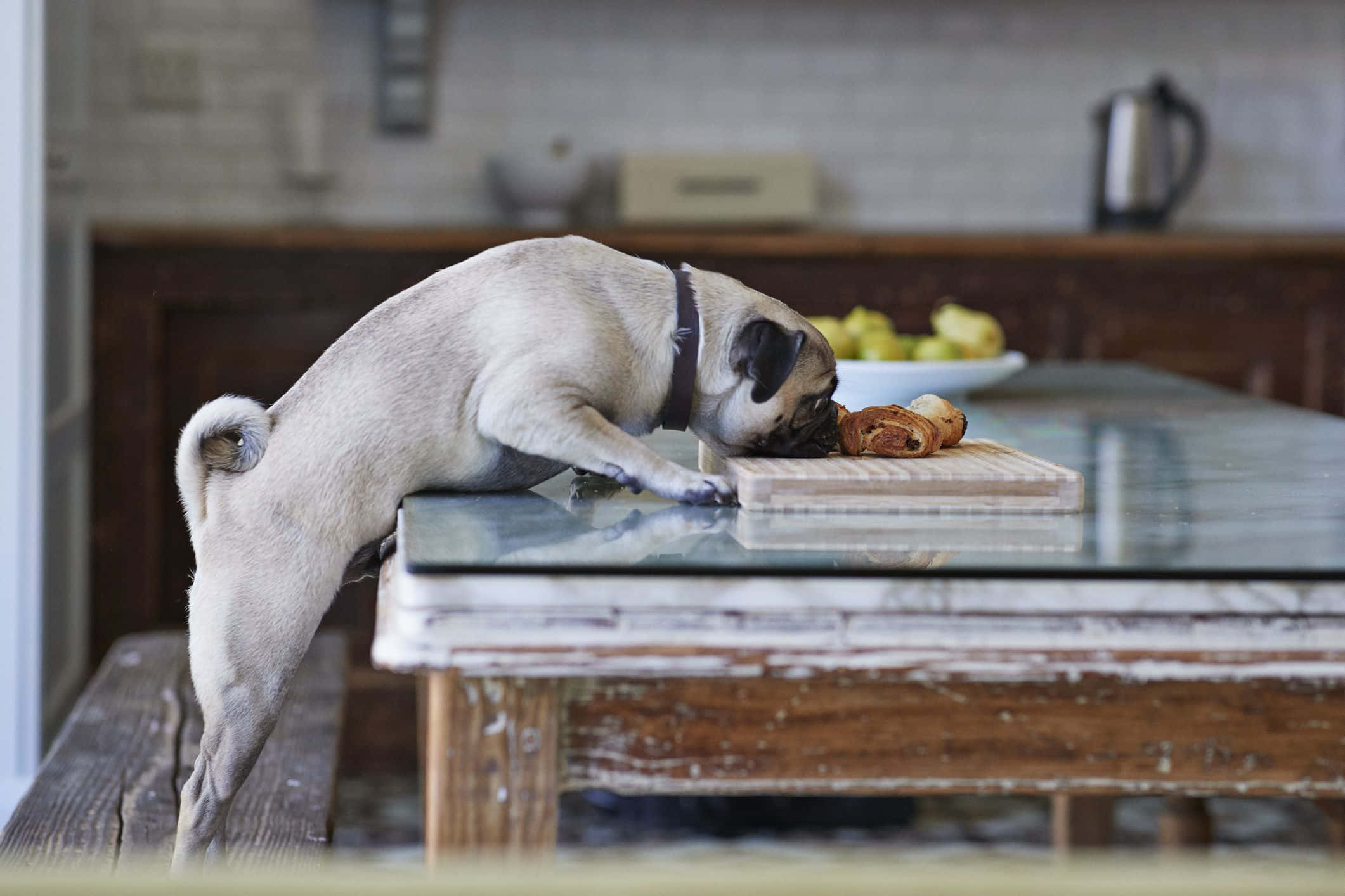 Weird Dog 桌布 壁紙 — 一隻淺褐色的八哥犬伸長身體跨過玻璃桌面的桌子，去聞木板上的糕點。