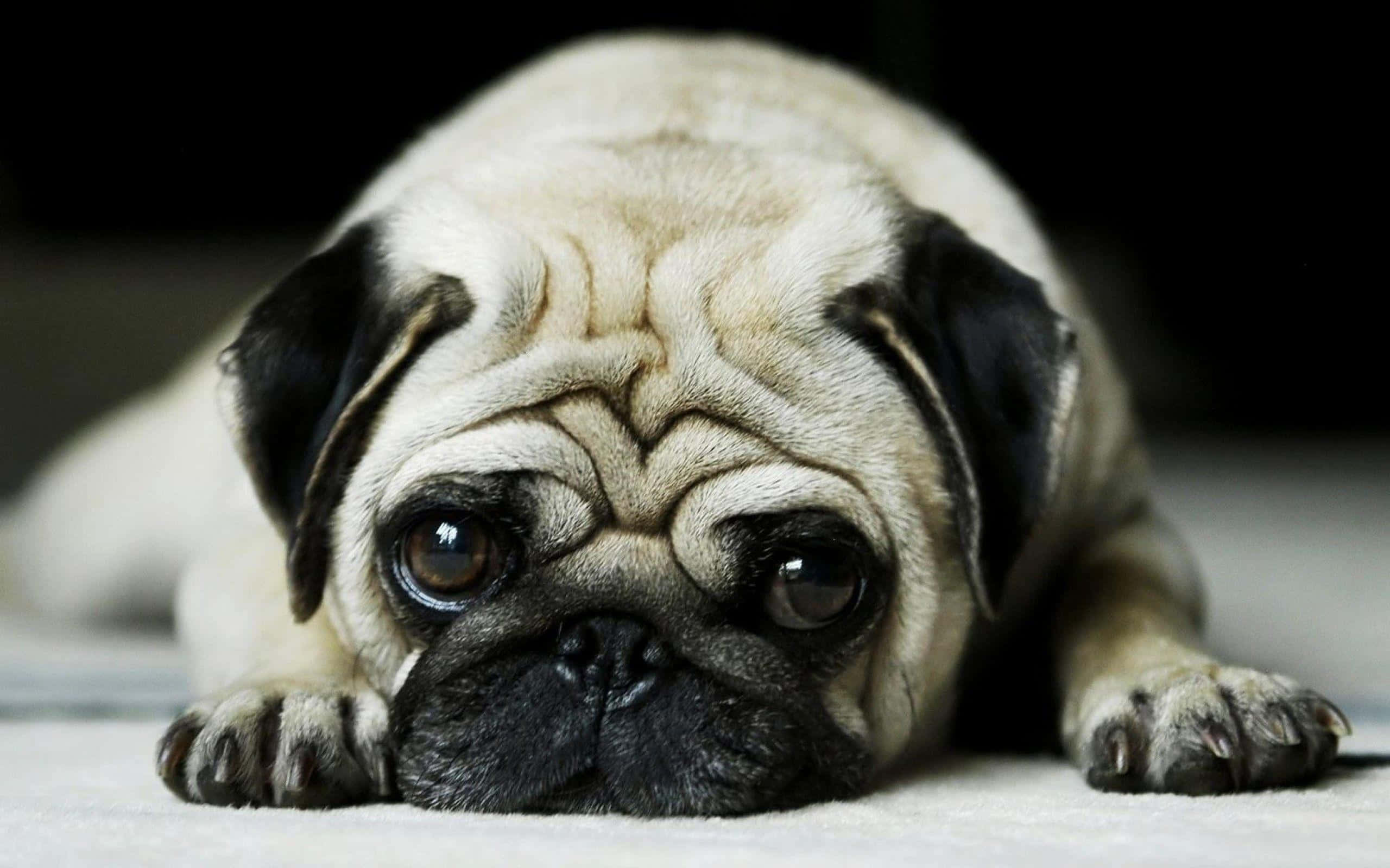 狗 桌布 壁紙 — 一隻淺黃色八哥犬的近距離特寫，臉部皺紋明顯，眼神充滿靈魂，躺在柔軟的白色表面上。