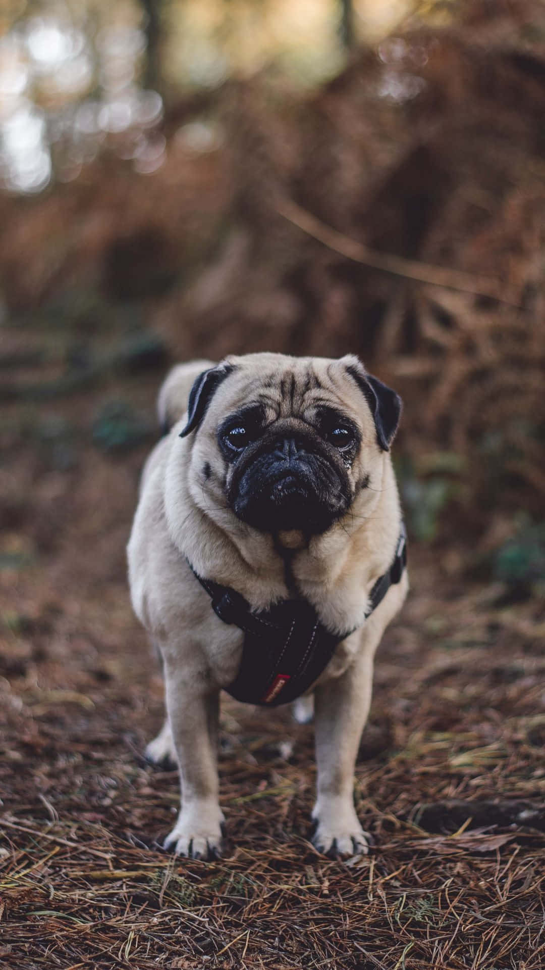 Pug 桌布 壁紙 — 一隻淺黃色哈巴狗戴著黑色胸背帶，警覺地站在鋪滿乾松針的森林地面上。
