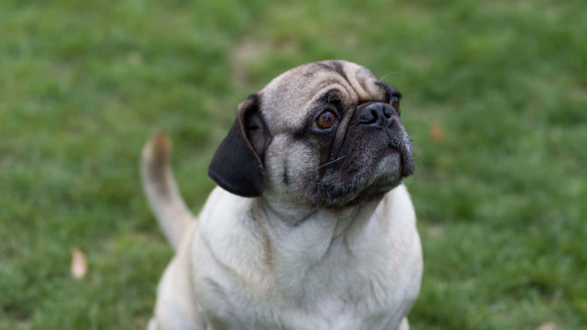 一隻淺黃色巴哥犬，有黑色耳朵，坐在綠色草地上好奇地向上看。 — 寵物動圖 壁紙