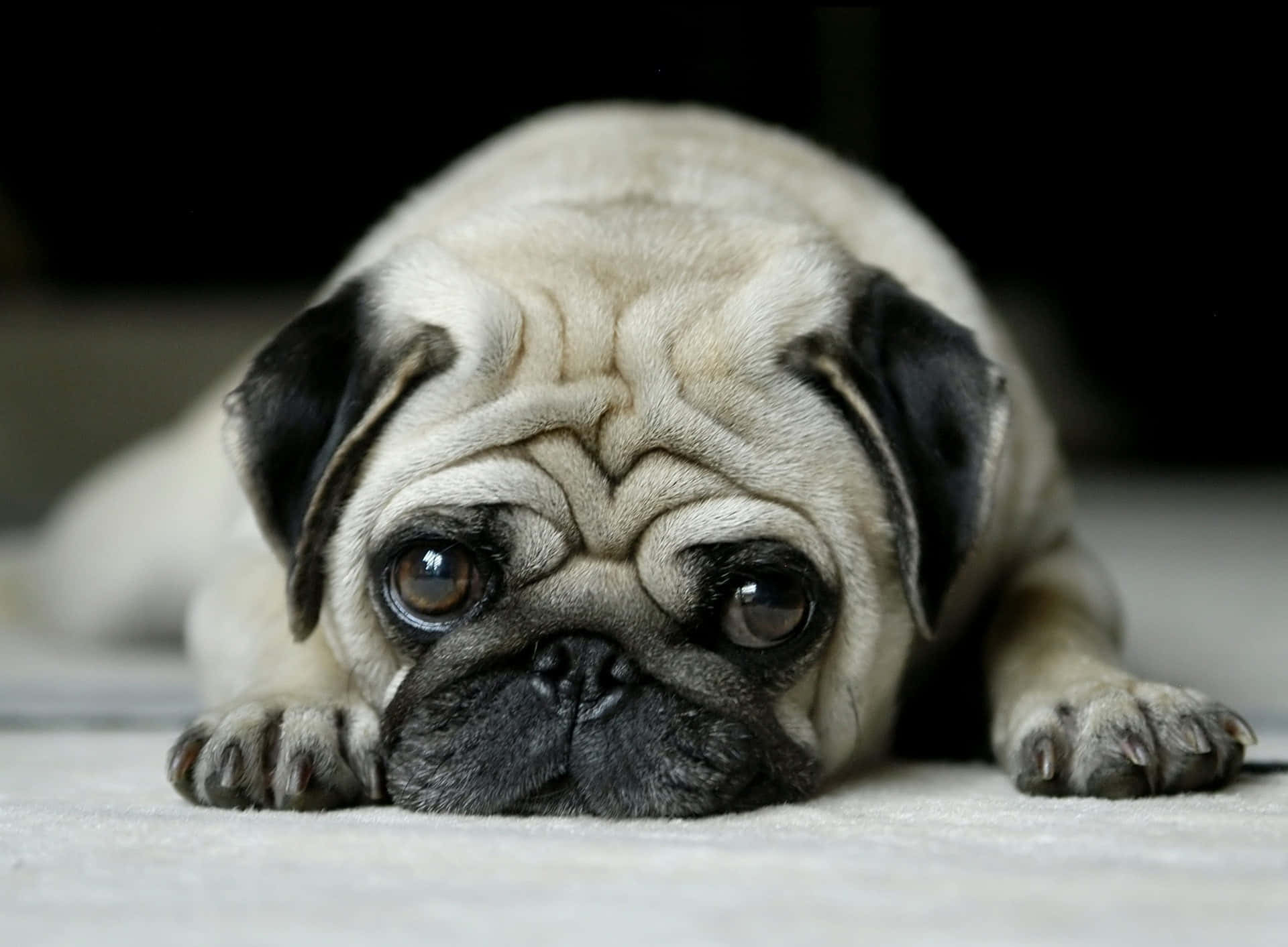 Pug 桌布 壁紙 — 一隻淺黃色巴哥犬，臉上佈滿皺紋，眼神充滿靈魂，躺在柔軟的白色表面上，直視鏡頭。