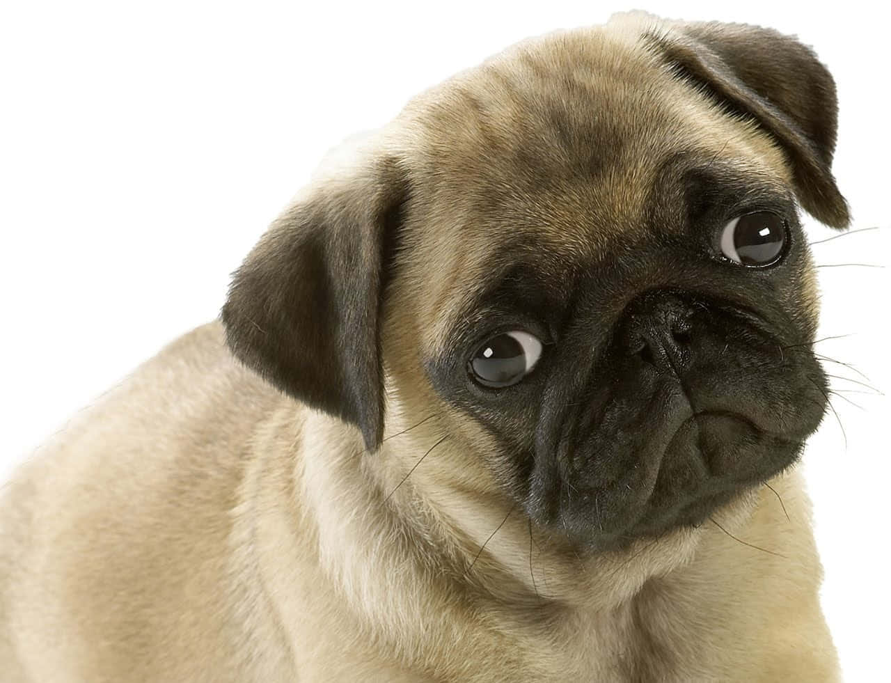 可愛小狗 桌布 壁紙 — 一隻淺黃色巴哥犬幼犬的特寫，擁有大的深色眼睛和皺褶的黑色口鼻部，背景為純白色。