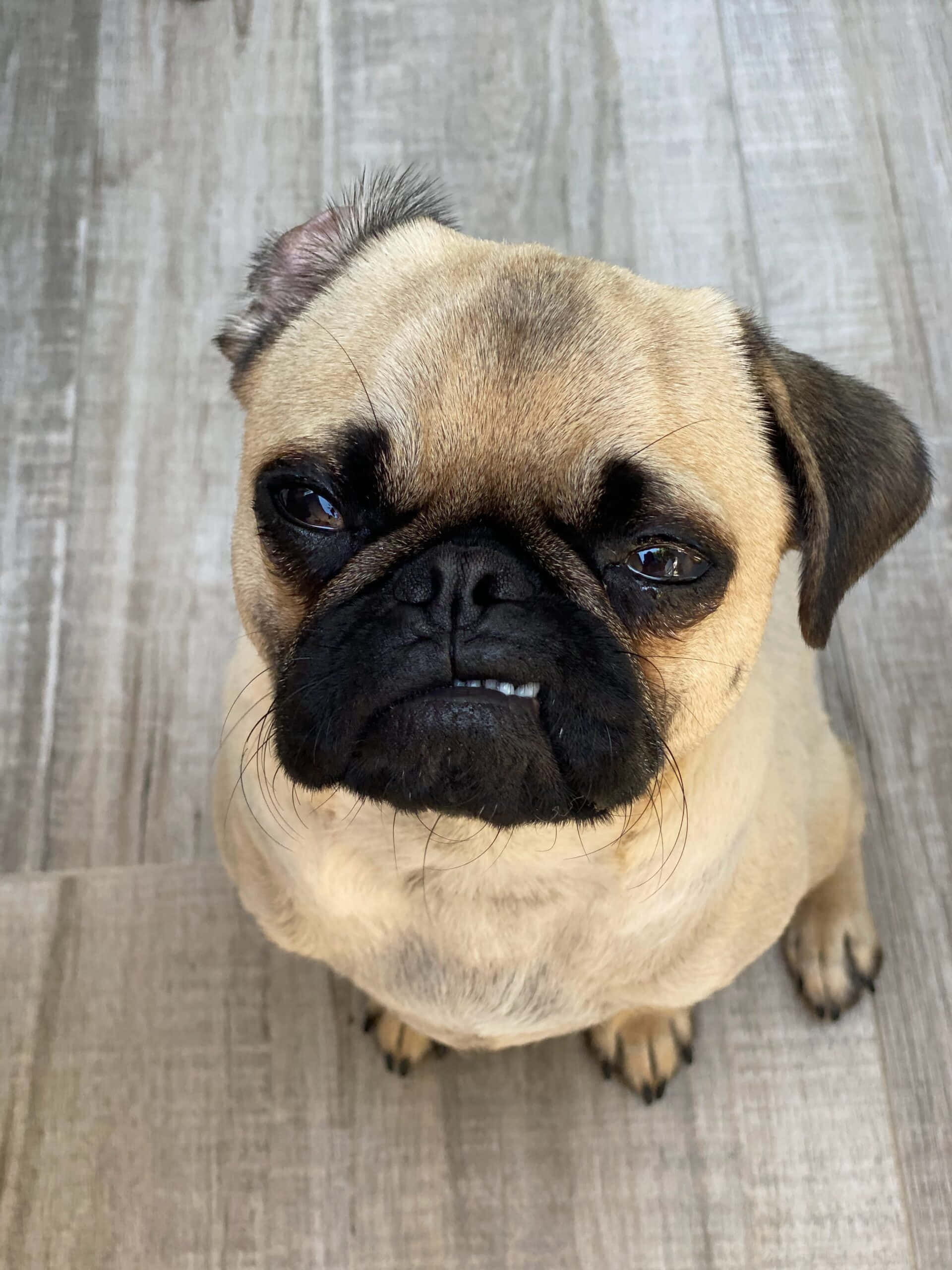 狗 桌布 壁紙 — 一隻淺黃色巴哥犬幼犬的特寫，有深色眼睛和皺紋臉，在木地板上向上看。