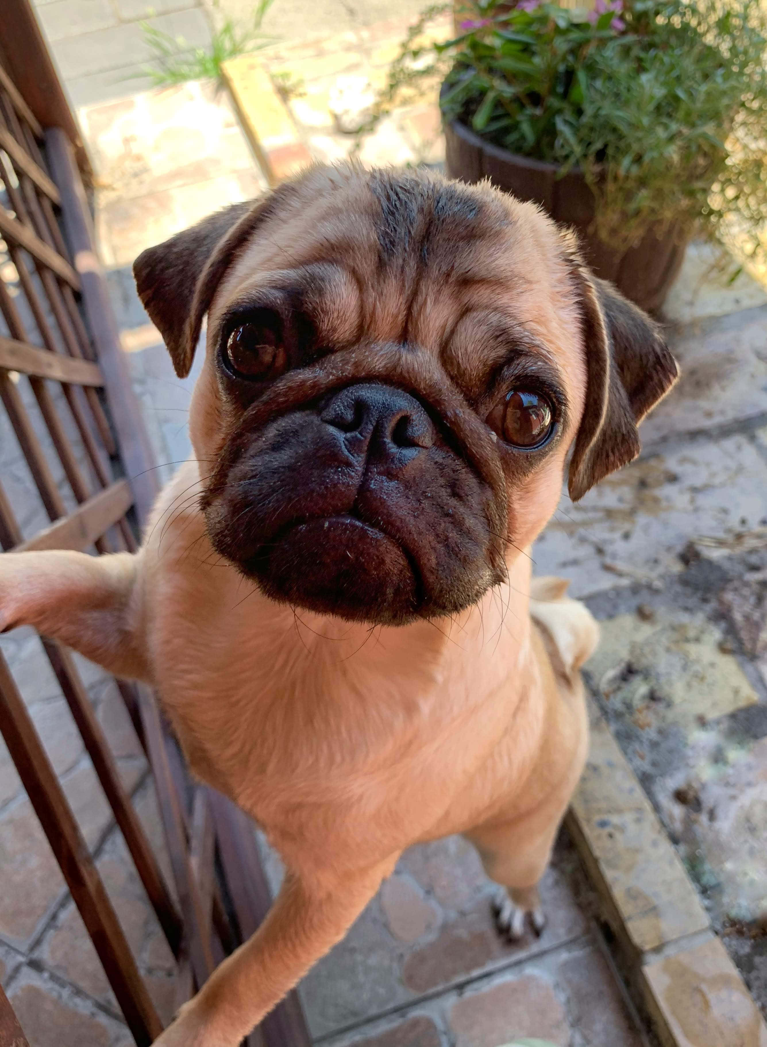 狗 桌布 壁紙 — 一隻淺黃色巴哥犬幼犬的特寫，牠有著大大的棕色眼睛，從瓷磚露台上抬頭仰望，旁邊有木柵欄和盆栽植物。