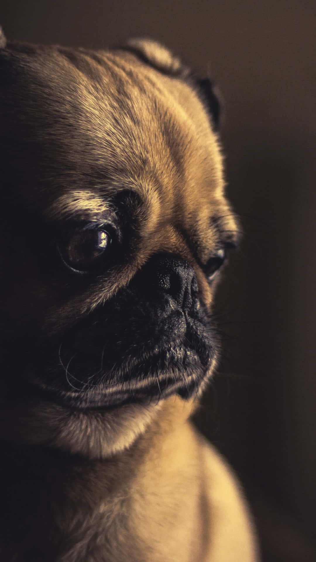 Pug 桌布 壁紙 — 一隻淺黃色巴哥犬的特寫，眼神充滿靈魂，在模糊的深色背景下若有所思地凝視。