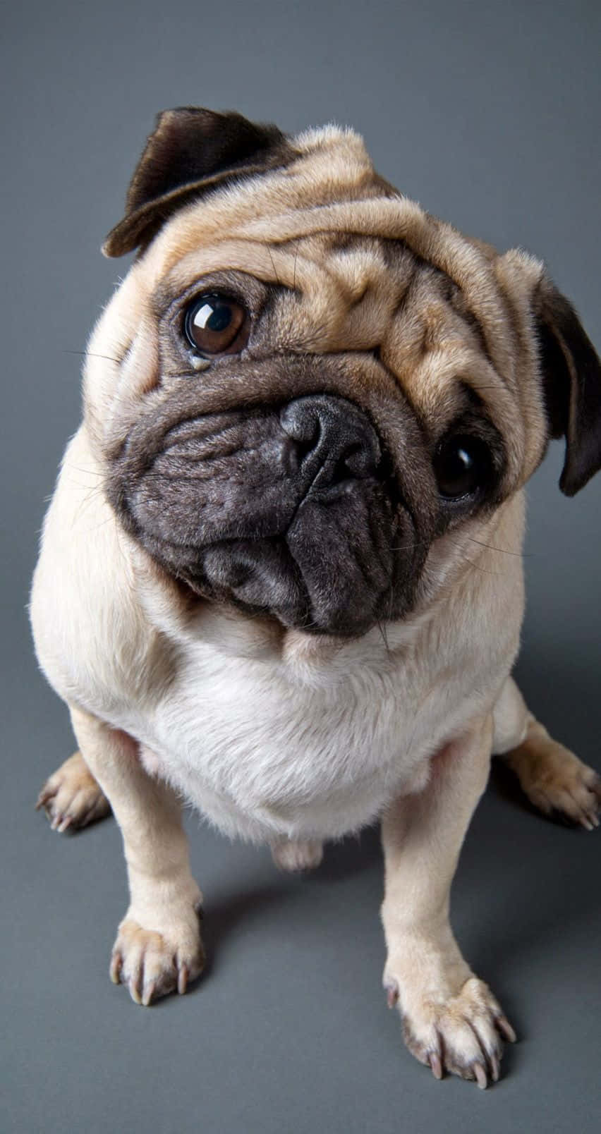 Pug Dog 桌布 壁紙 — 一隻淺黃色巴哥犬的特寫，臉上滿是皺紋，深色眼睛向上看，背景為灰色。