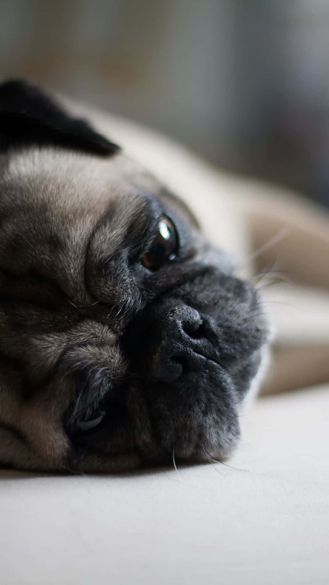 Pug 桌布 壁紙 — 一隻淺黃色巴哥犬的近距離特寫，將頭部靠在柔軟表面上，帶著溫柔而充滿靈魂的眼神。
