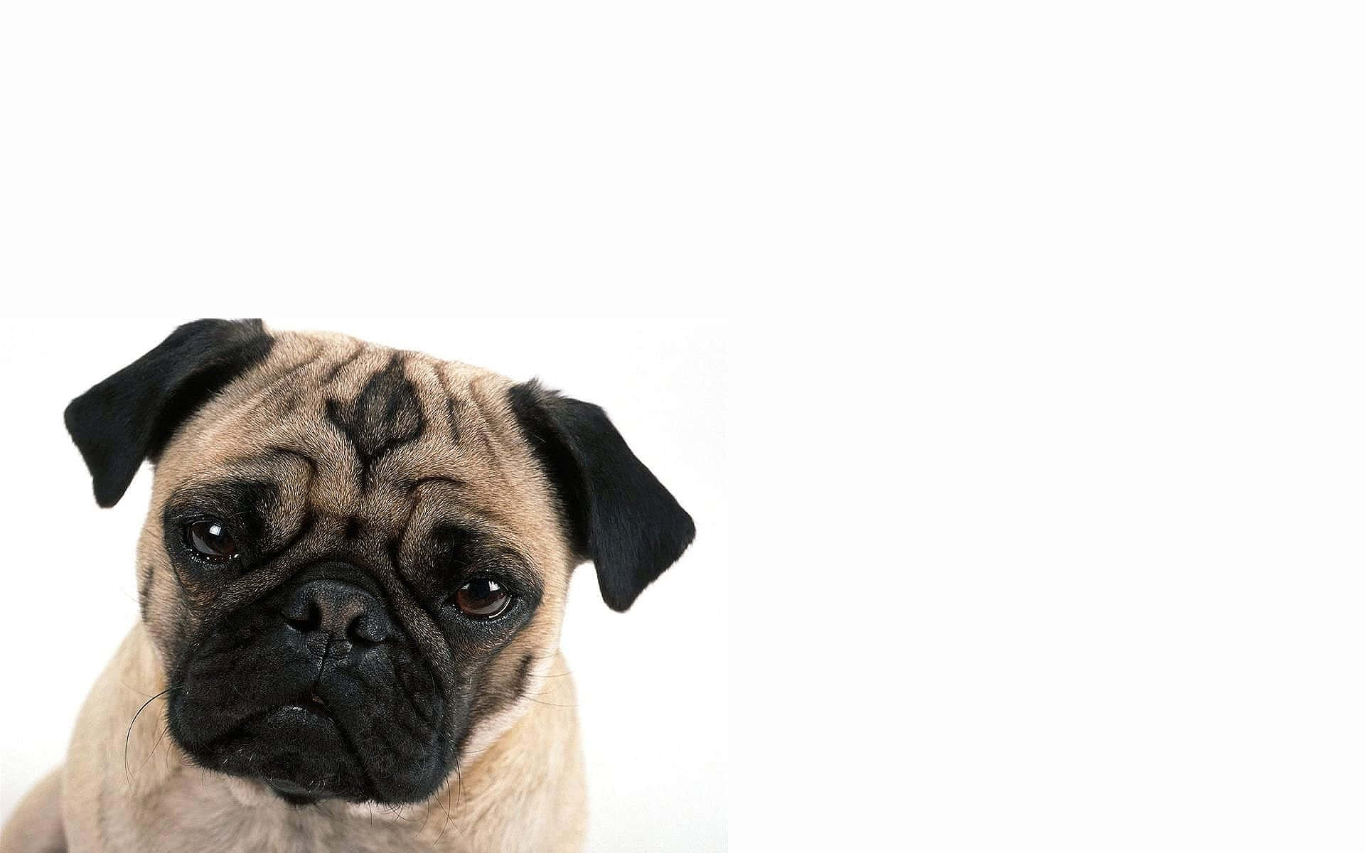 一隻淺黃色巴哥犬，黑色耳朵和臉部，直視鏡頭。 — 寵物動圖 壁紙
