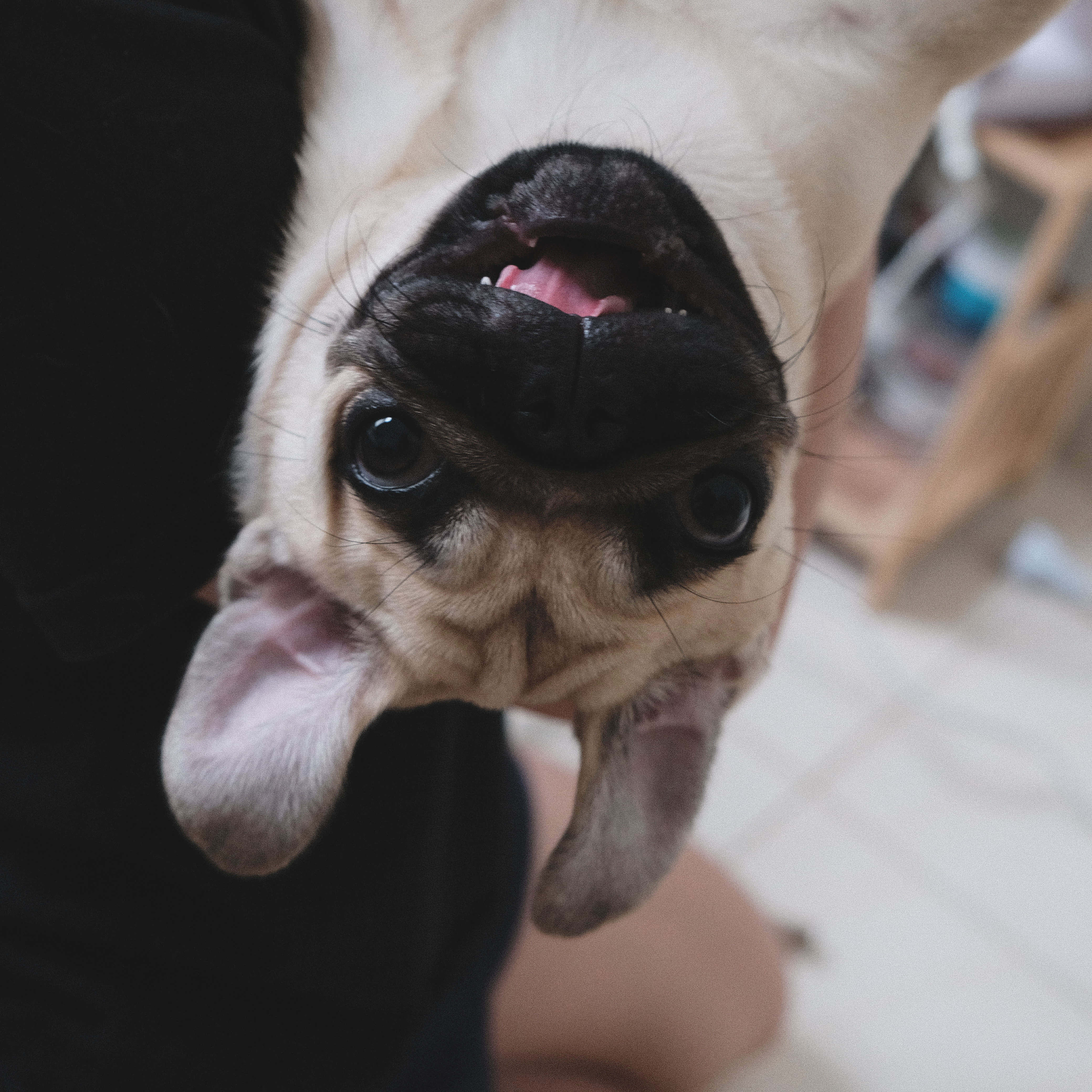 happy dog 桌布 壁紙 — 一隻淺黃色巴哥犬睜大眼睛、張開嘴巴向上看，露出粉紅色的舌頭和牙齒。