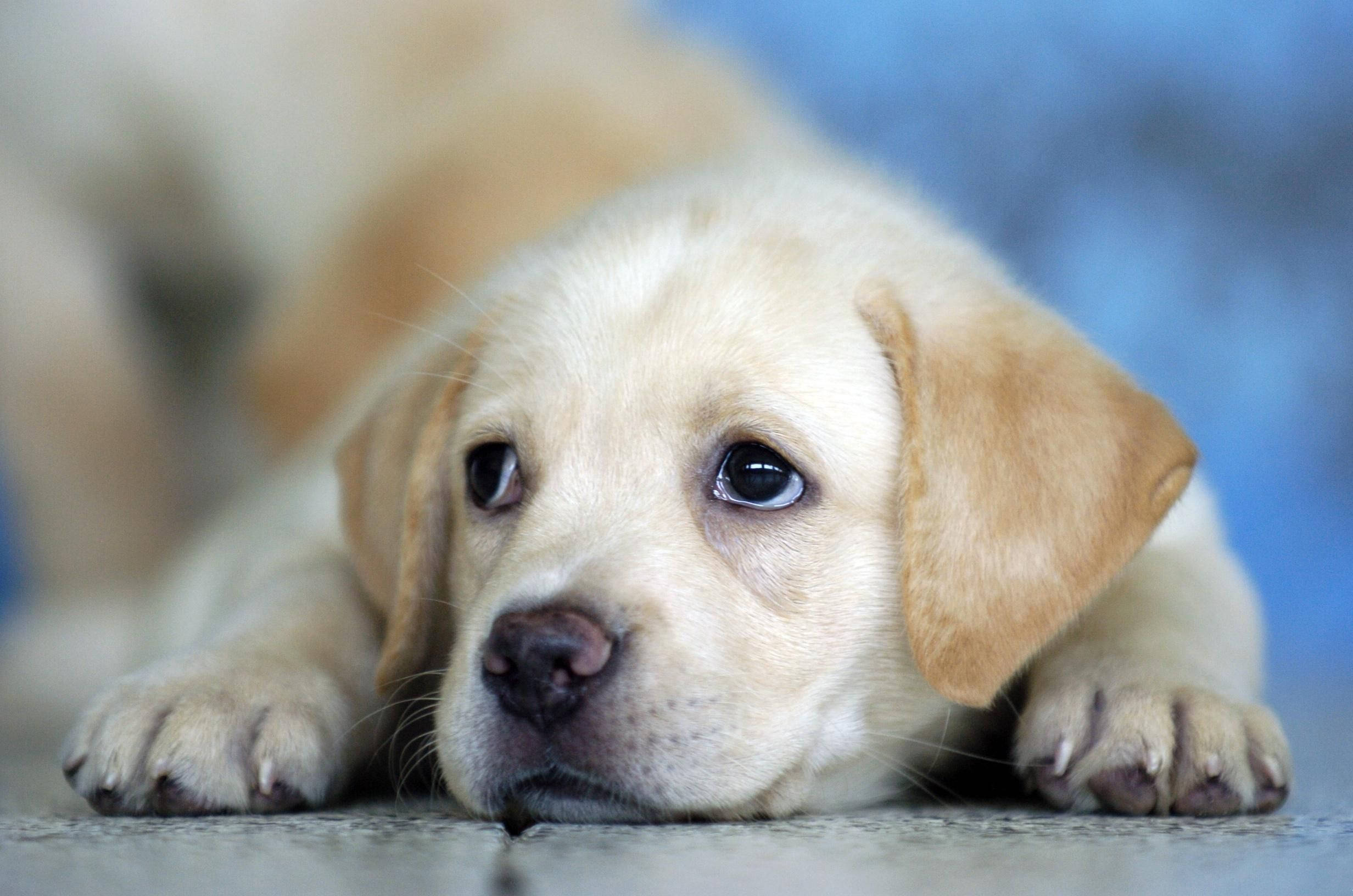 Labrador 桌布 壁紙 — 一隻淺黃色拉布拉多幼犬躺下，睜著充滿靈魂的大眼睛向前凝視的特寫。