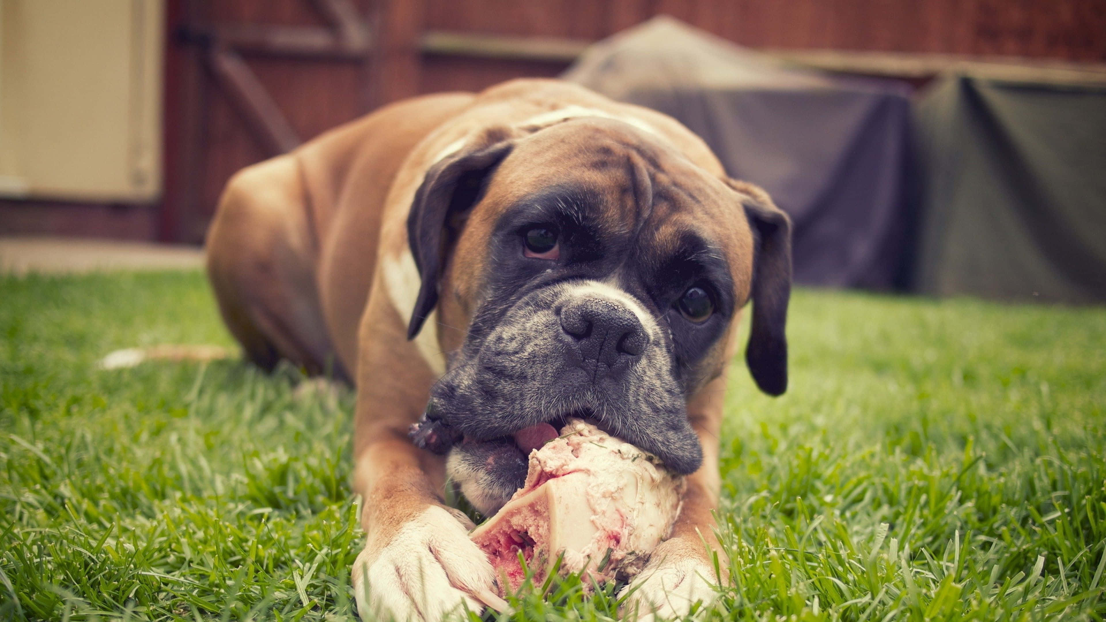 Boxer Dog 桌布 壁紙 — 一隻淺黃色拳師狗躺在充滿活力的綠色草地上，專注地咀嚼生骨頭。