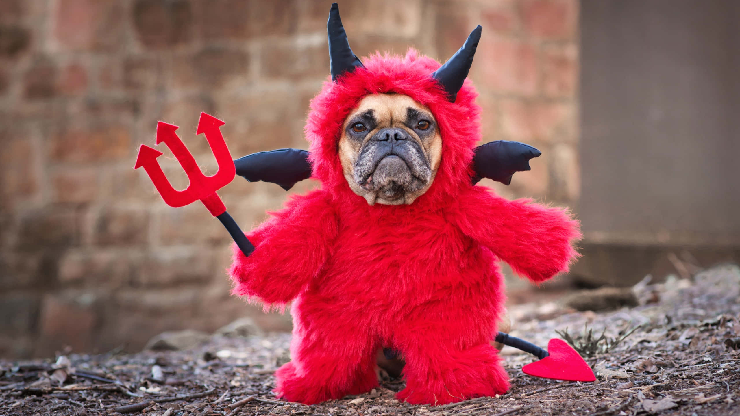 Halloween Pet Costumes 桌布 壁紙 — 一隻淺黃色鬥牛犬穿著毛茸茸的紅色魔鬼服裝，有角、翅膀和三叉戟，站在覆蓋物上，背景是磚牆。