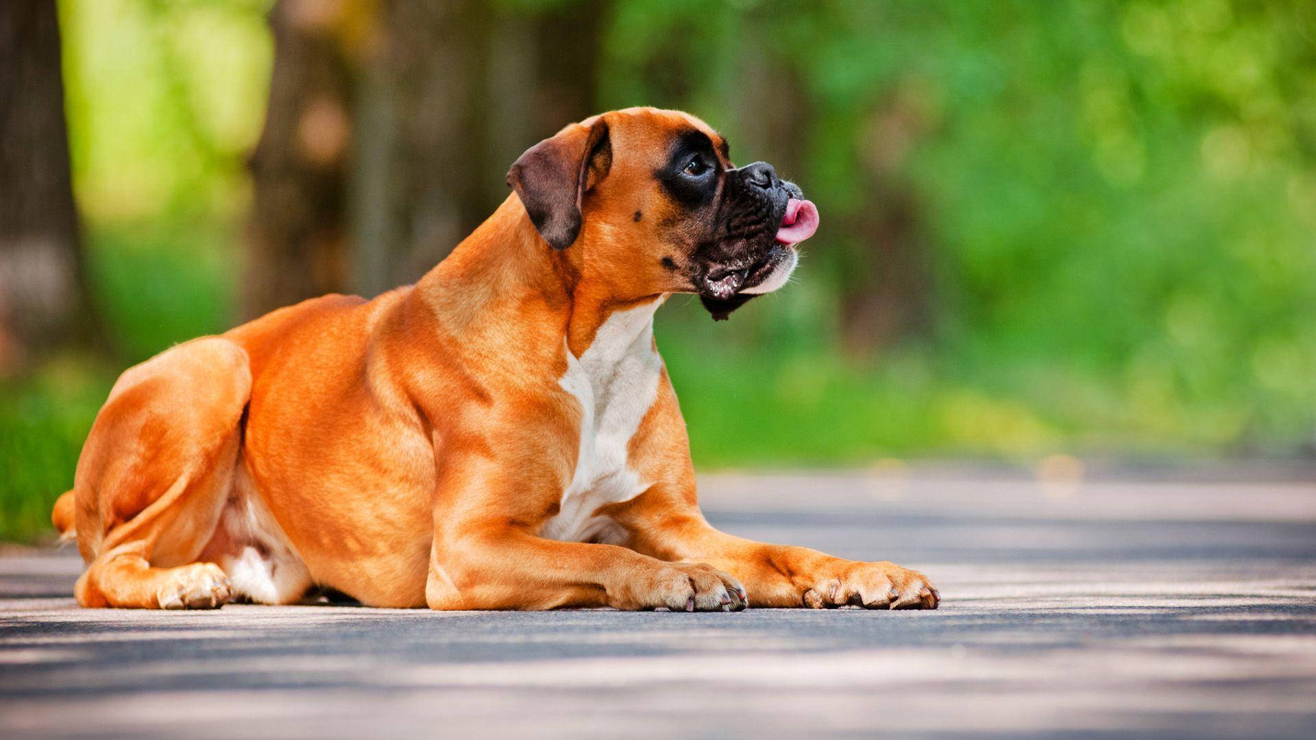 Big Dog 桌布 壁紙 — 一隻淺黃褐色拳師犬，白色胸部，躺在陽光普照的公園鋪砌小徑上，舌頭伸出，周圍是模糊的綠色樹木。