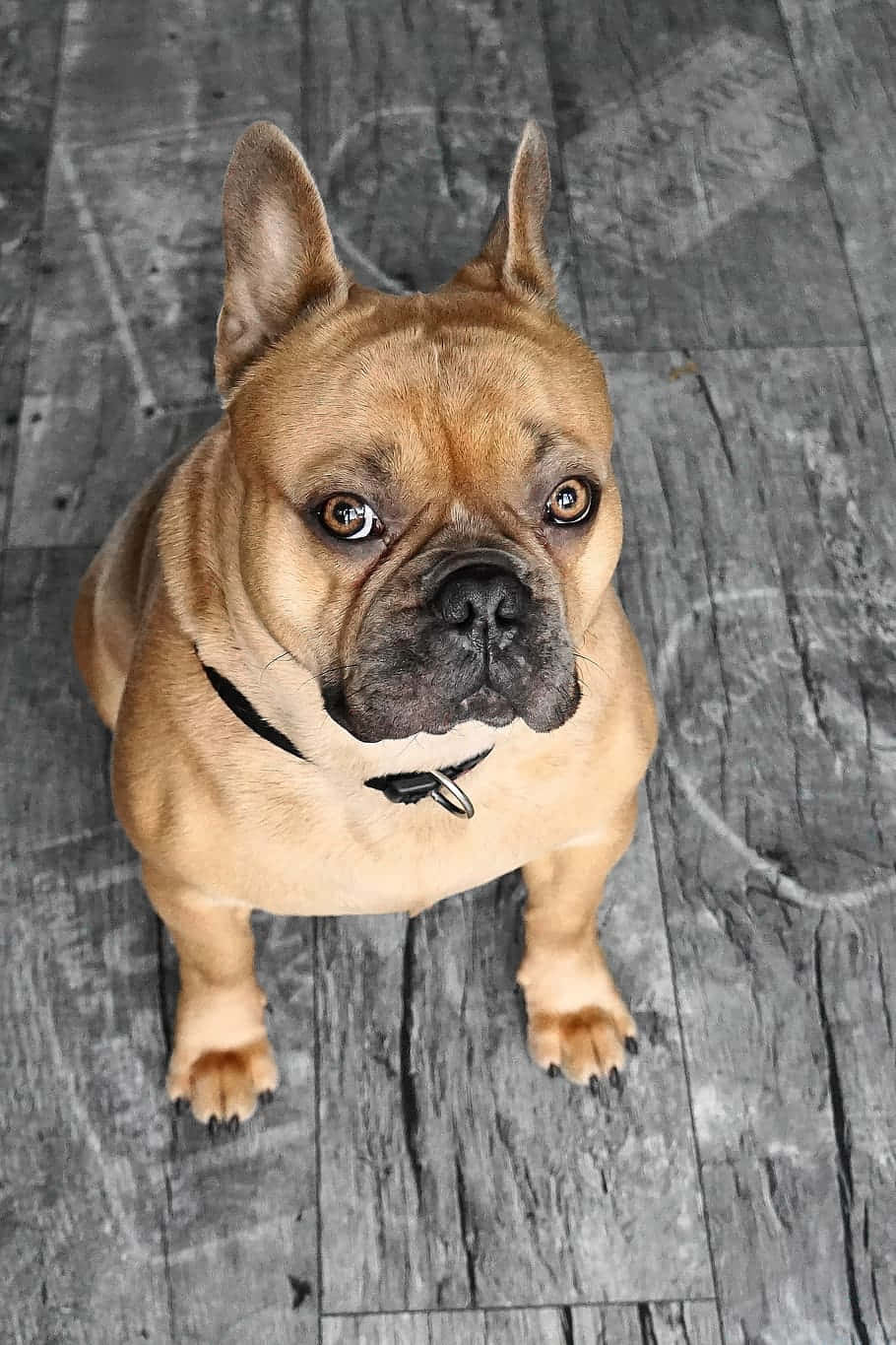 Bulldog 桌布 壁紙 — 一隻淺黃褐色法國鬥牛犬，有大耳朵和富有表情的眼睛，從灰色木地板上抬頭看。
