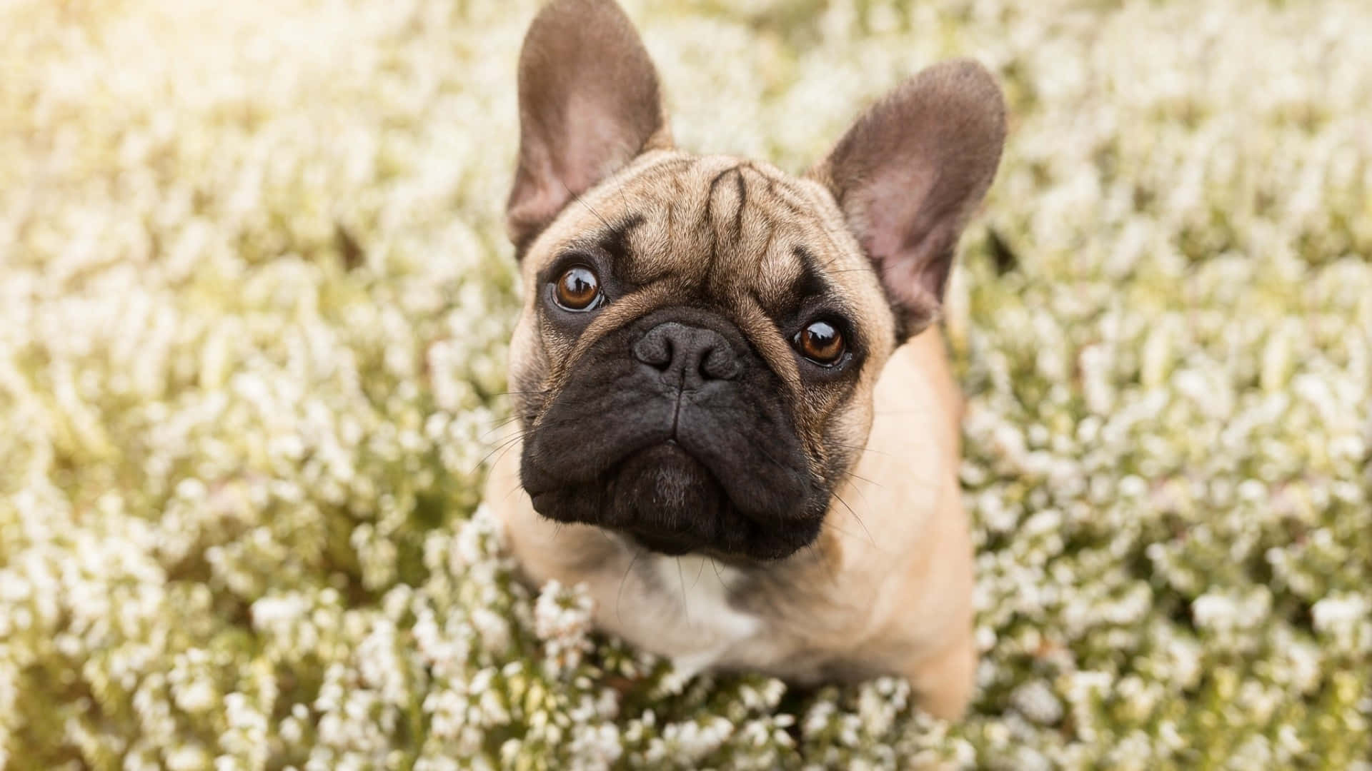 Bulldog 桌布 壁紙 — 一隻淺黃褐色法國鬥牛犬，有著大耳朵和充滿靈魂的眼睛，從一片白色花田中抬起頭來。