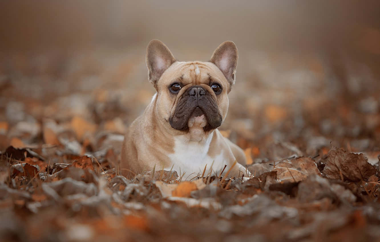 狗 桌布 壁紙 — 一隻淺黃褐色法國鬥牛犬，深色口鼻，躺在落下的秋葉中，直視鏡頭。