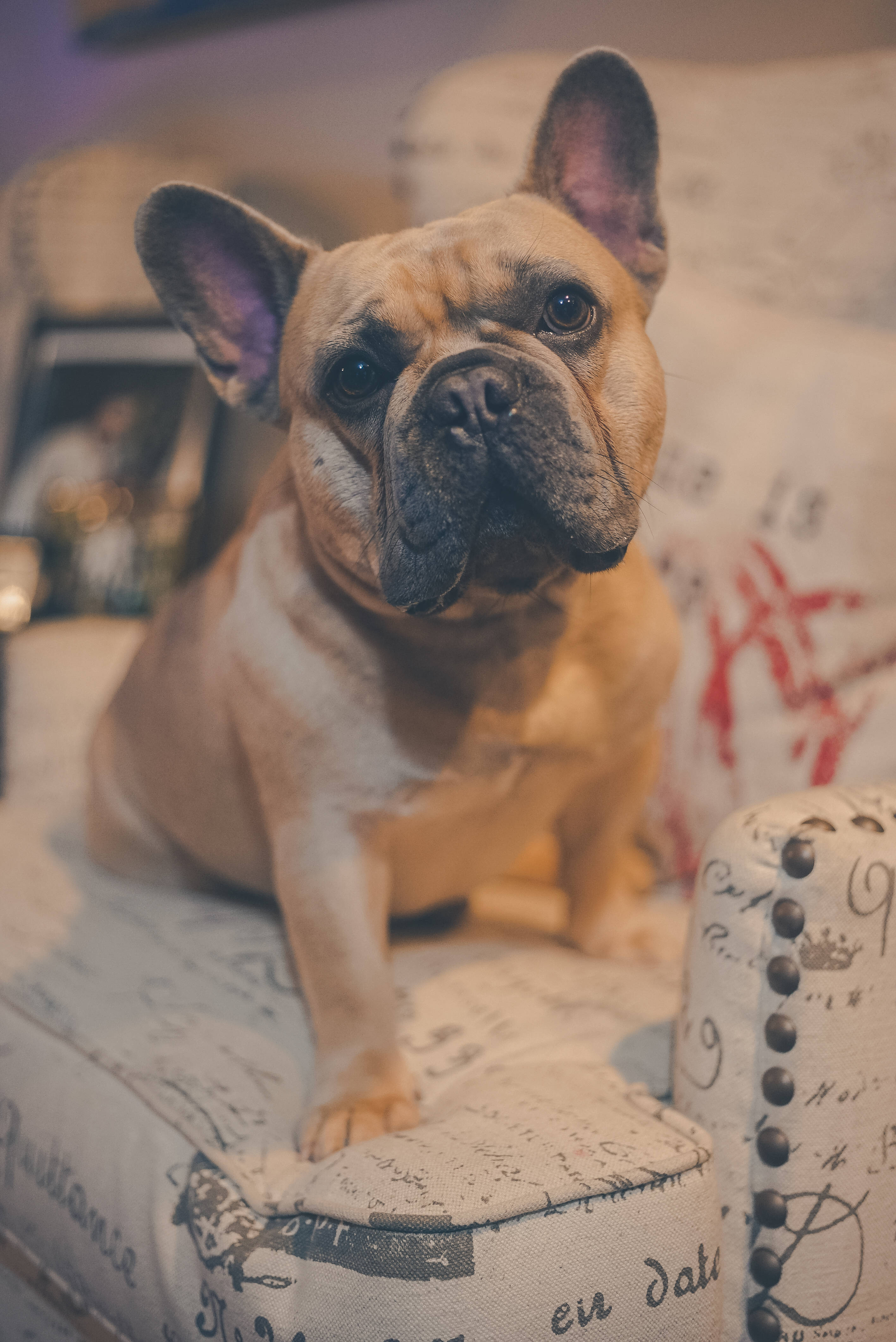 Bulldog 桌布 壁紙 — 一隻淺黃褐色法國鬥牛犬，耳朵大，專注地坐在一張有圖案的扶手椅上，室內環境溫暖舒適。