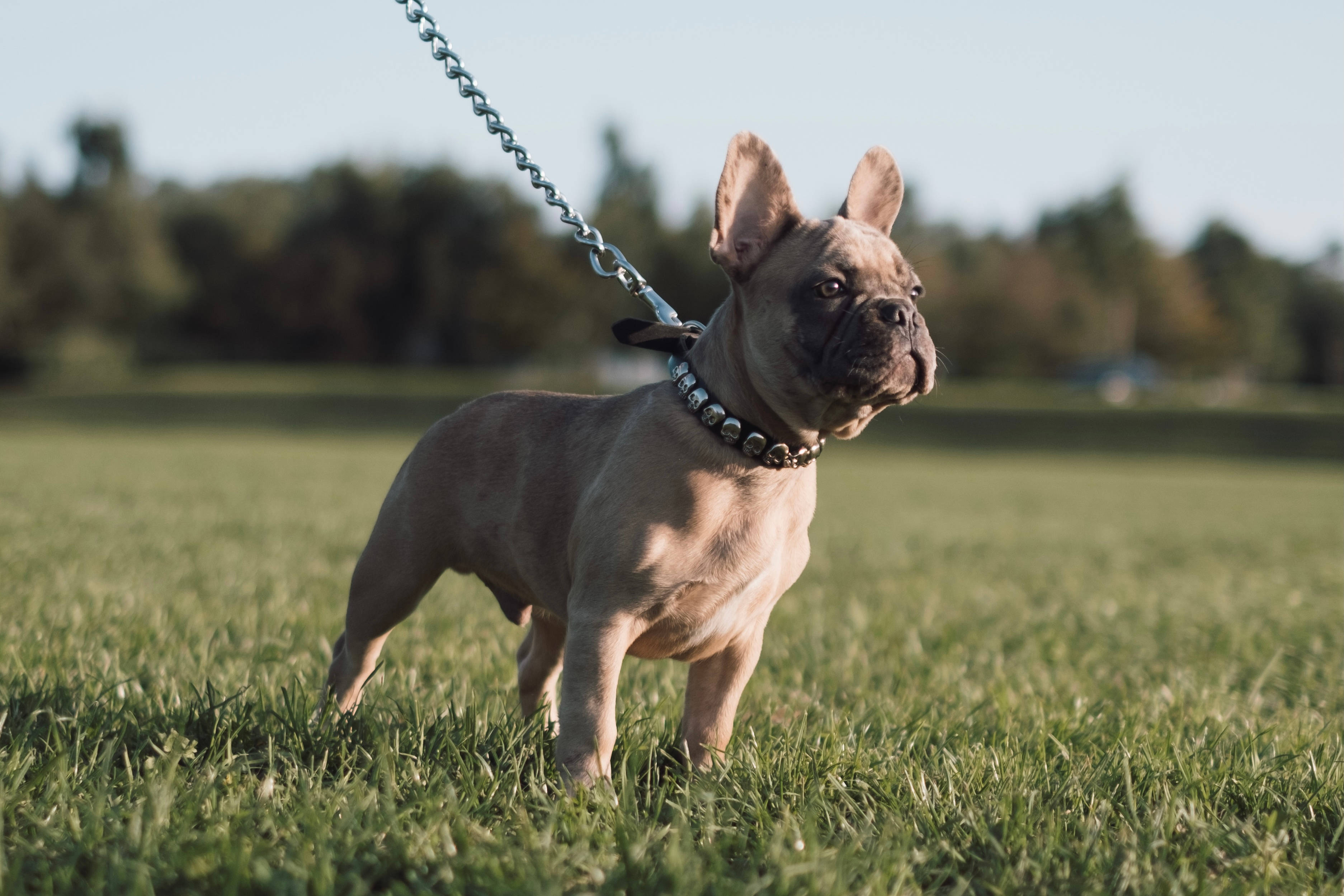 Bulldog 桌布 壁紙 — 一隻淺黃褐色法國鬥牛犬在明亮的日光下，戴著鉚釘項圈和鏈條牽繩，警覺地站在草地上。
