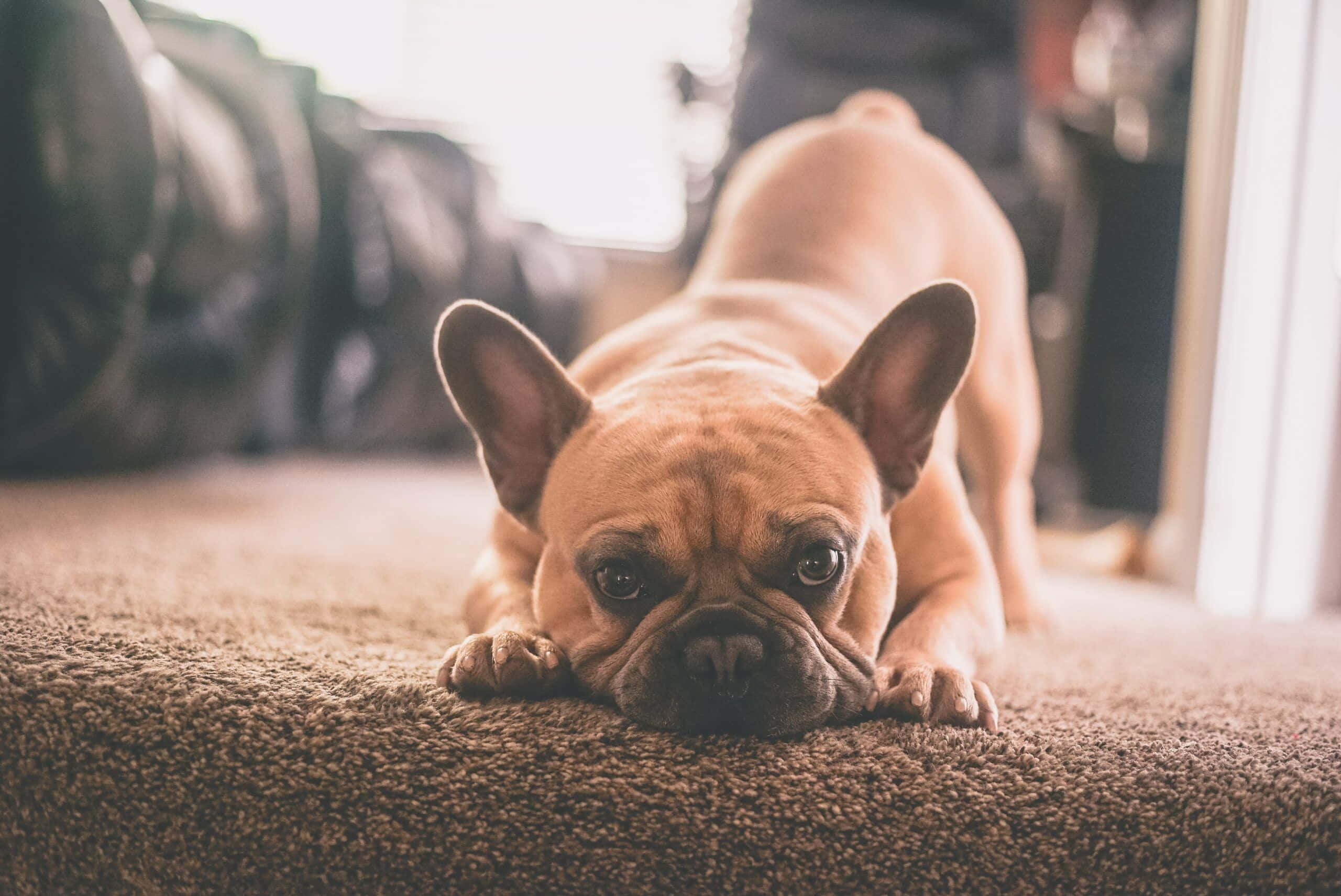 Bulldog 桌布 壁紙 — 一隻淺黃褐色法國鬥牛犬將頭靠在棕色地毯上，景深柔和而淺。