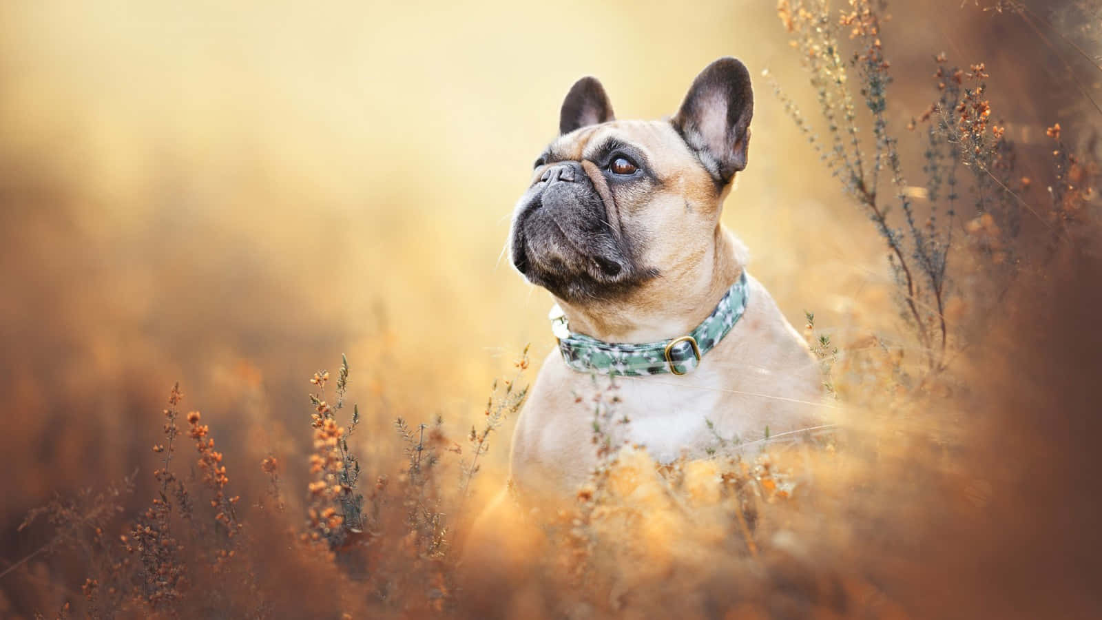 Bulldog 桌布 壁紙 — 一隻淺黃褐色法國鬥牛犬戴著圖案項圈，警覺地坐在沐浴在溫暖陽光下的金色秋草中。