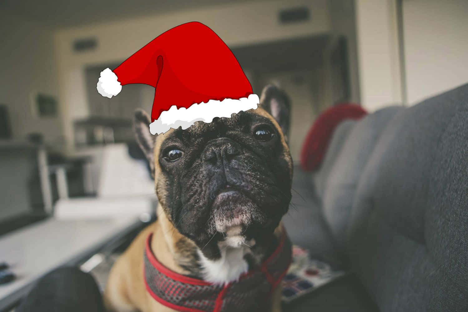 Santa Claus 桌布 壁紙 — 一隻淺黃褐色法國鬥牛犬戴著紅色聖誕帽和紅色胸背帶，在室內以嚴肅的表情直視鏡頭。