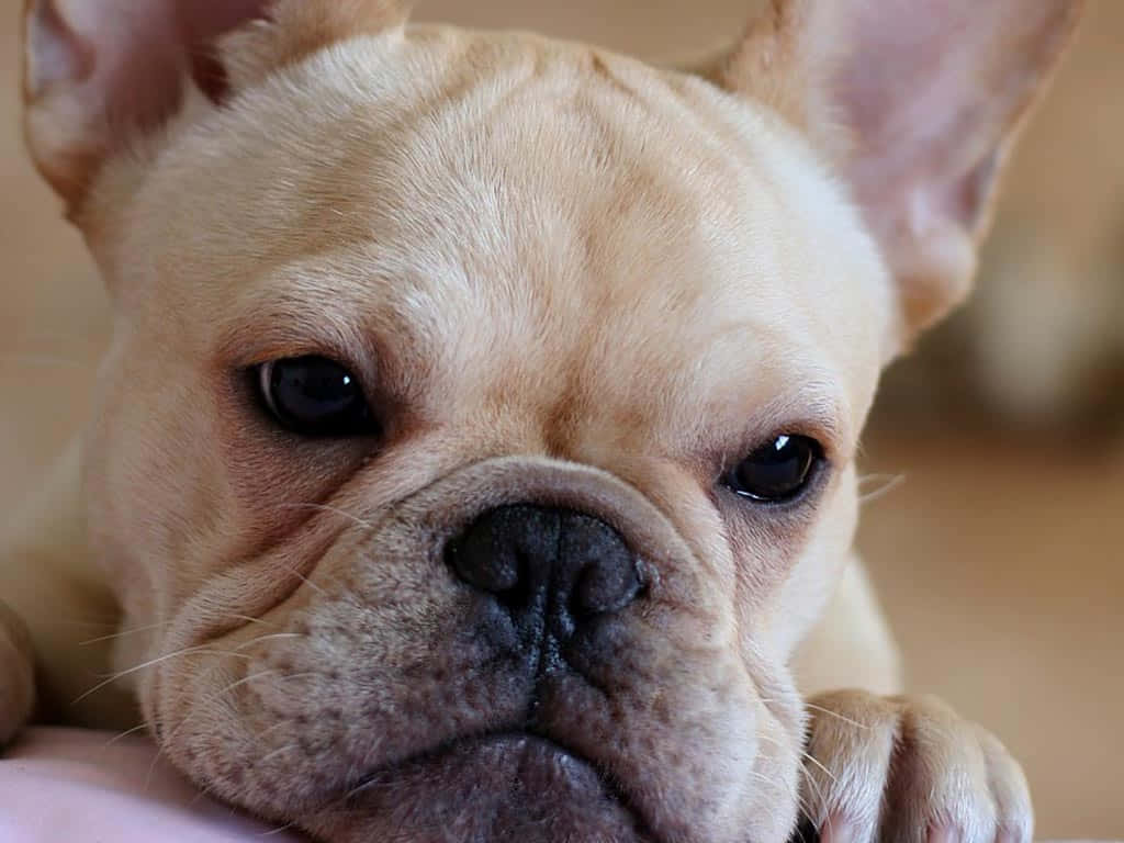 Bulldog 桌布 壁紙 — 一隻淺黃褐色法國鬥牛犬的特寫，有大耳朵和充滿靈魂的深色眼睛，直視鏡頭。