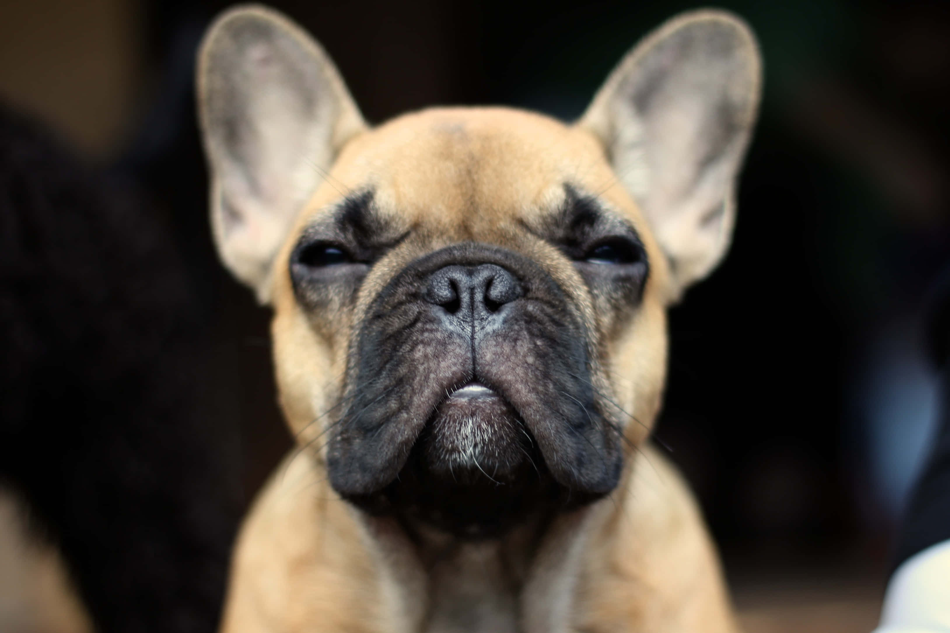 Bulldog 桌布 壁紙 — 一隻淺黃褐色法國鬥牛犬的特寫，有大耳朵和皺紋的臉，直視鏡頭。