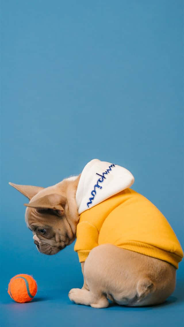 Yellow Raincoat 桌布 壁紙 — 一隻淺黃褐色法國鬥牛犬穿著黃色連帽衫，白色帽子，藍色字體，坐在純藍色背景上，凝視著一個橙色網球。