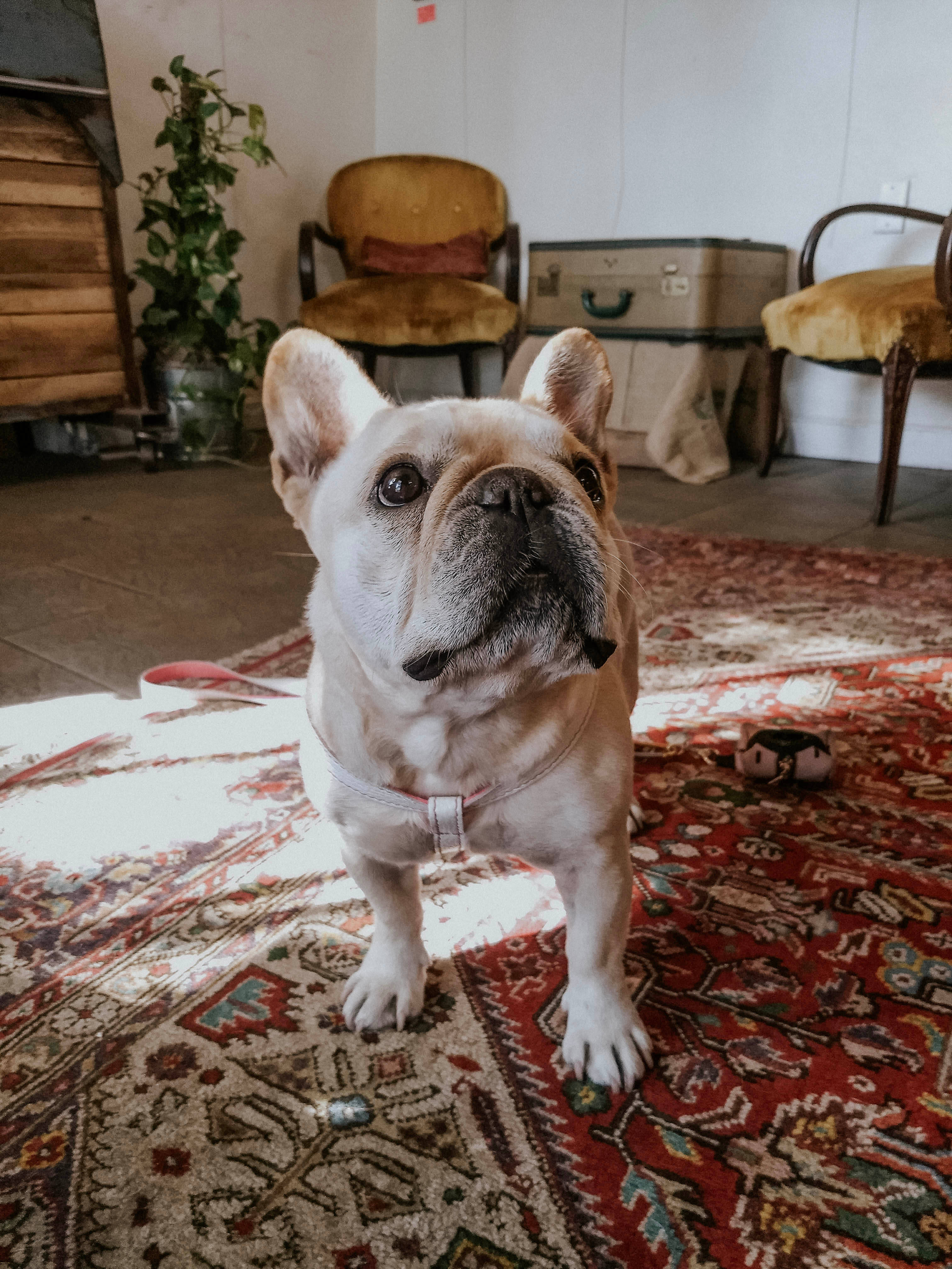 Bulldog 桌布 壁紙 — 一隻淺黃褐色法國鬥牛犬警覺地站在陽光充足的復古房間裡，鋪著圖案豐富的紅色地毯上。