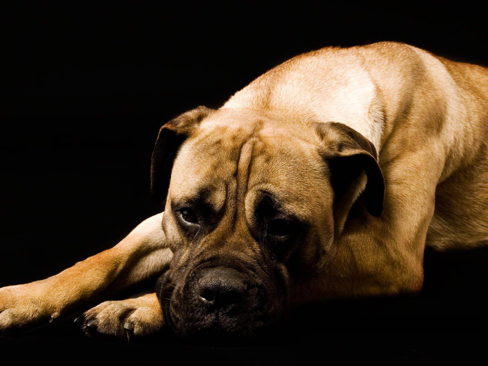 狗 桌布 壁紙 — 一隻淺黃褐色獒犬將頭擱在黑色表面上，戲劇性的燈光凸顯其皺紋臉龐。