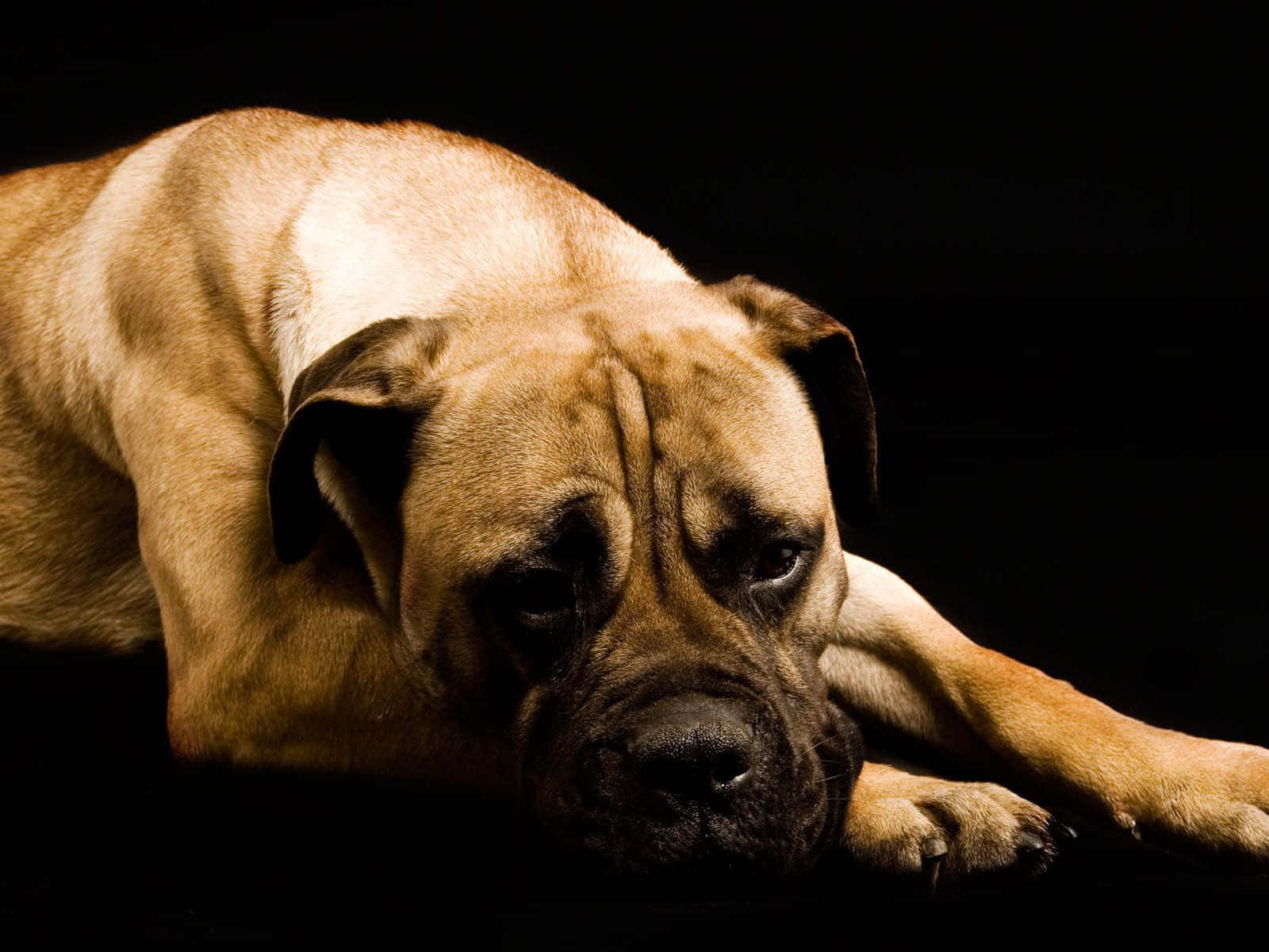 Boxer Dog 桌布 壁紙 — 一隻淺黃褐色獒犬將頭靠在黑色背景上，戲劇性的燈光凸顯其皺紋臉龐和肌肉發達的體格。