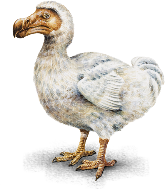 動物 桌布 壁紙 — 一隻渡渡鳥的詳細插圖，具有紋理羽毛和強壯的腿，背景為純黑色。