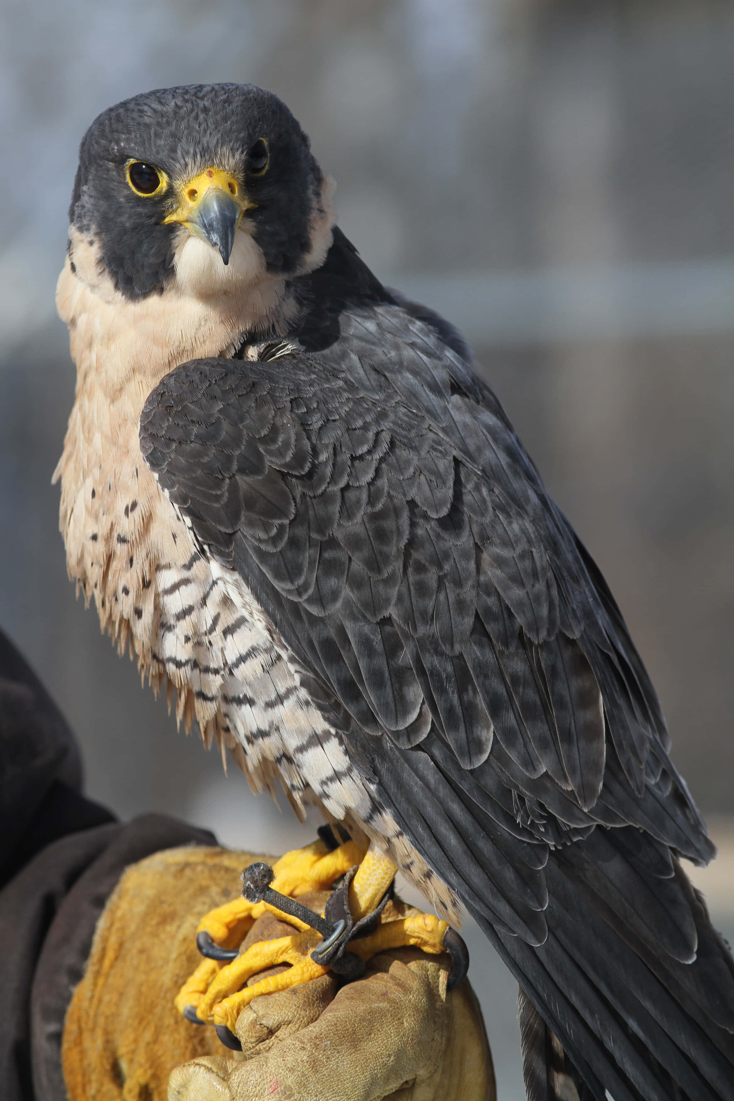 Falcon 桌布 壁紙 — 一隻游隼警覺地棲息在戴手套的手上，特寫鏡頭展示其鋒利的黃色爪子和銳利的眼睛。