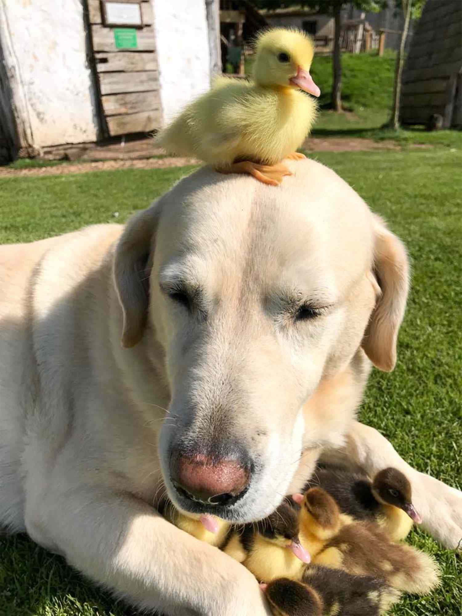 Baby Duck 桌布 壁紙 — 一隻溫和的黃色拉布拉多犬在草地上休息，一隻毛茸茸的黃色小鴨棲息在牠的頭上，幾隻小鴨依偎在牠的爪子旁。